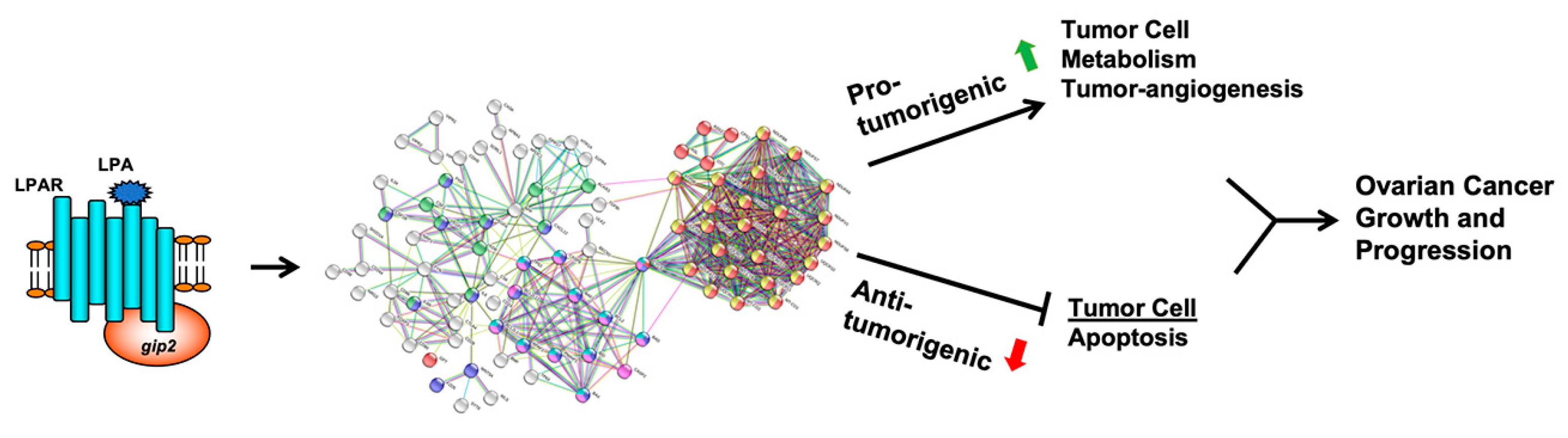 Biomolecules 11 01211 g005 Biomolecules 11 01211 g005