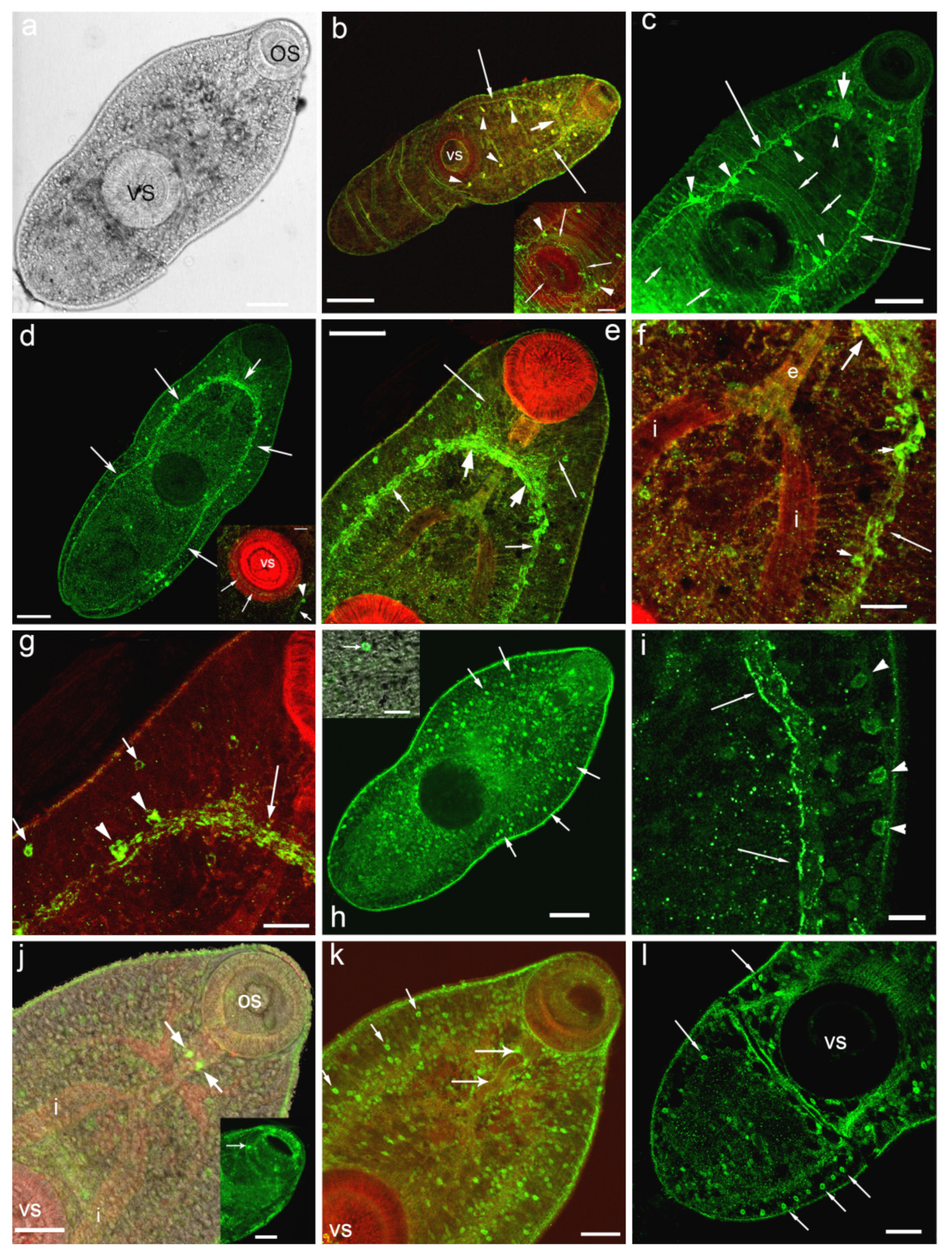 Biomolecules 11 01212 g001 Biomolecules 11 01212 g001