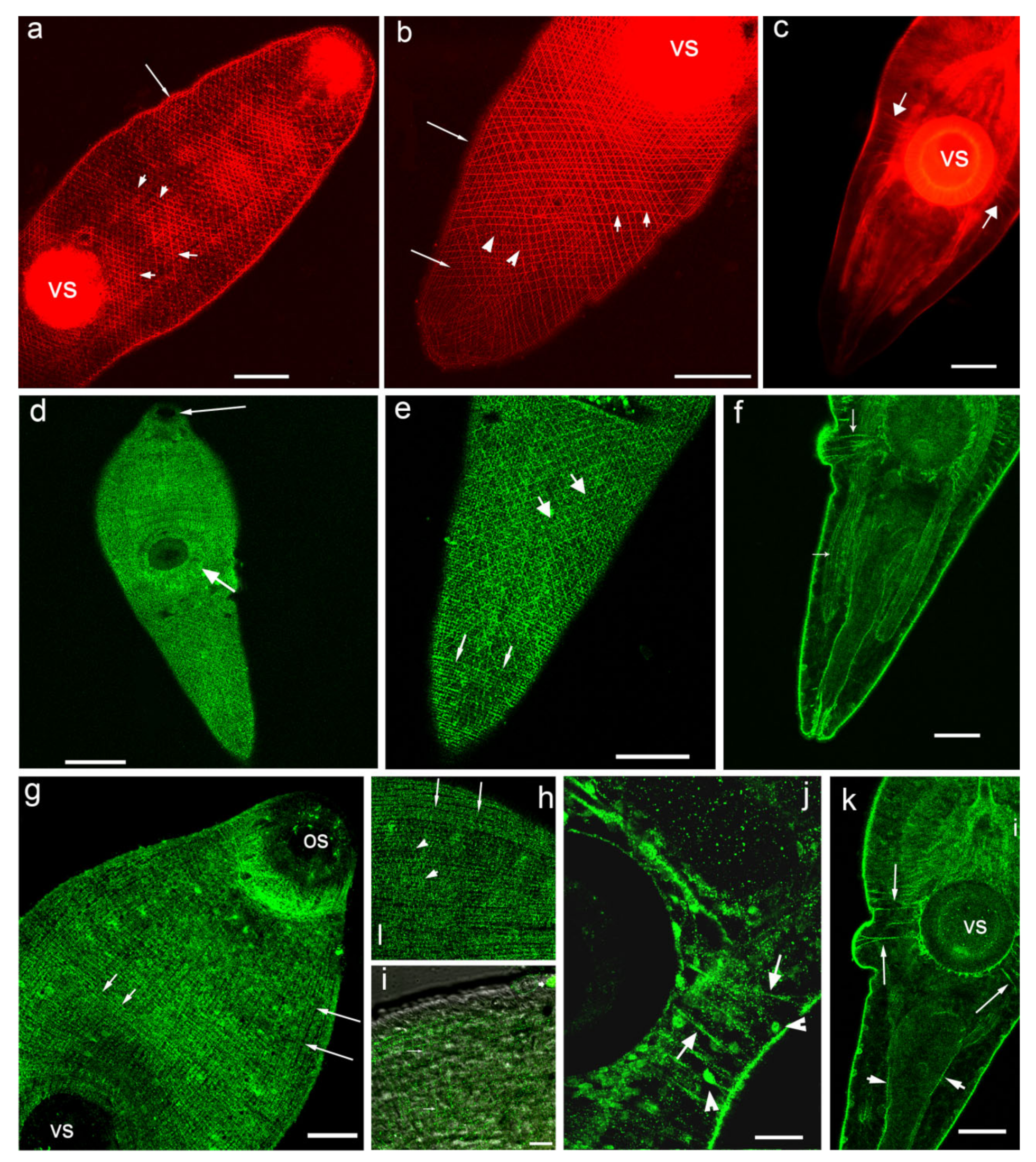 Biomolecules 11 01212 g002 Biomolecules 11 01212 g002