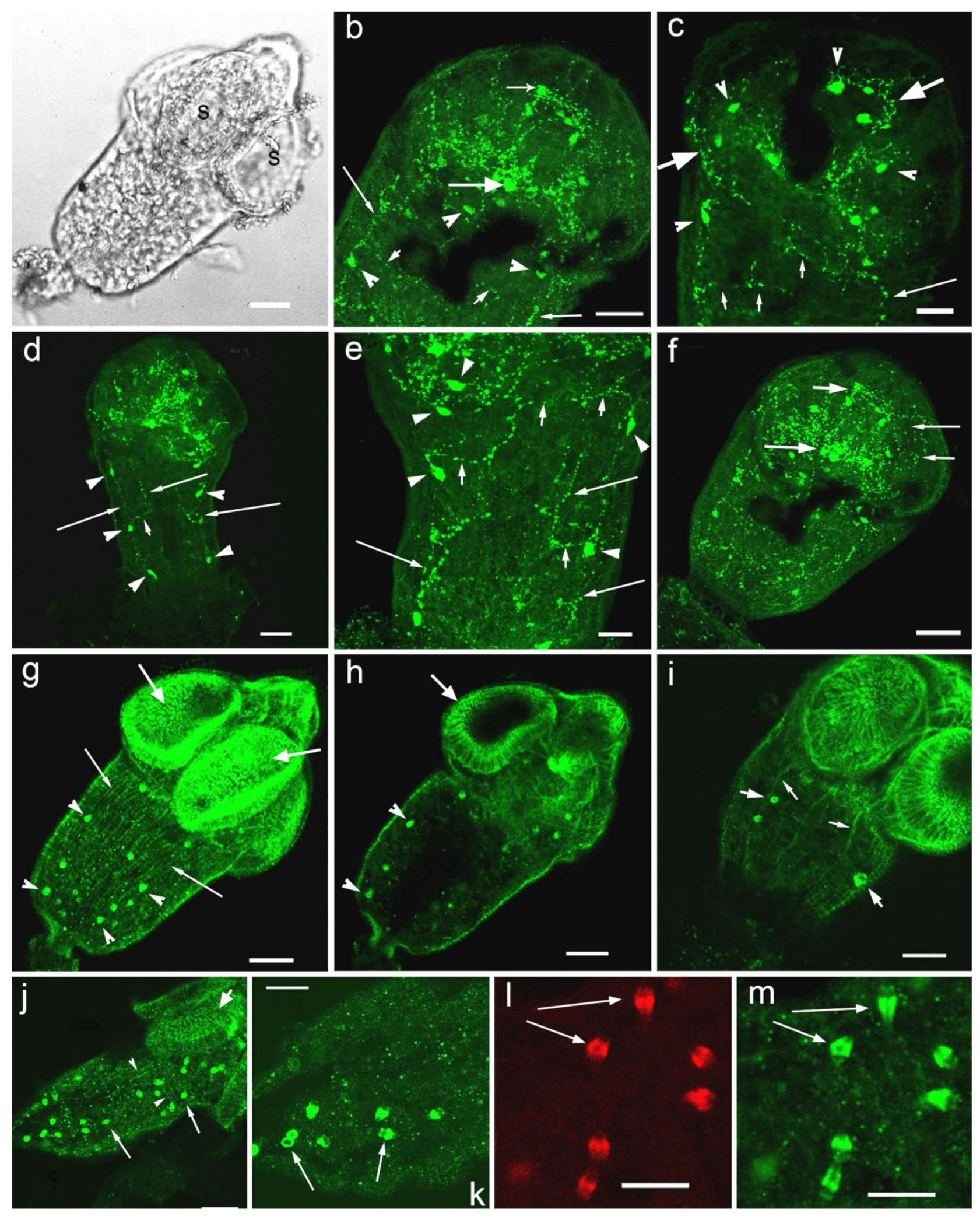 Biomolecules 11 01212 g003 Biomolecules 11 01212 g003