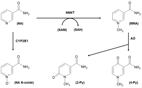 Biomolecules Free Full Text The Utility Of Nicotinamide N Methyltransferase As A Potential Biomarker To Predict The Oncological Outcomes For Urological Cancers An Update Html Biomolecules Free Full Text The Utility Of Nicotinamide N Methyltransferase As A Potential Biomarker To Predict The Oncological Outcomes For Urological Cancers An Update Html