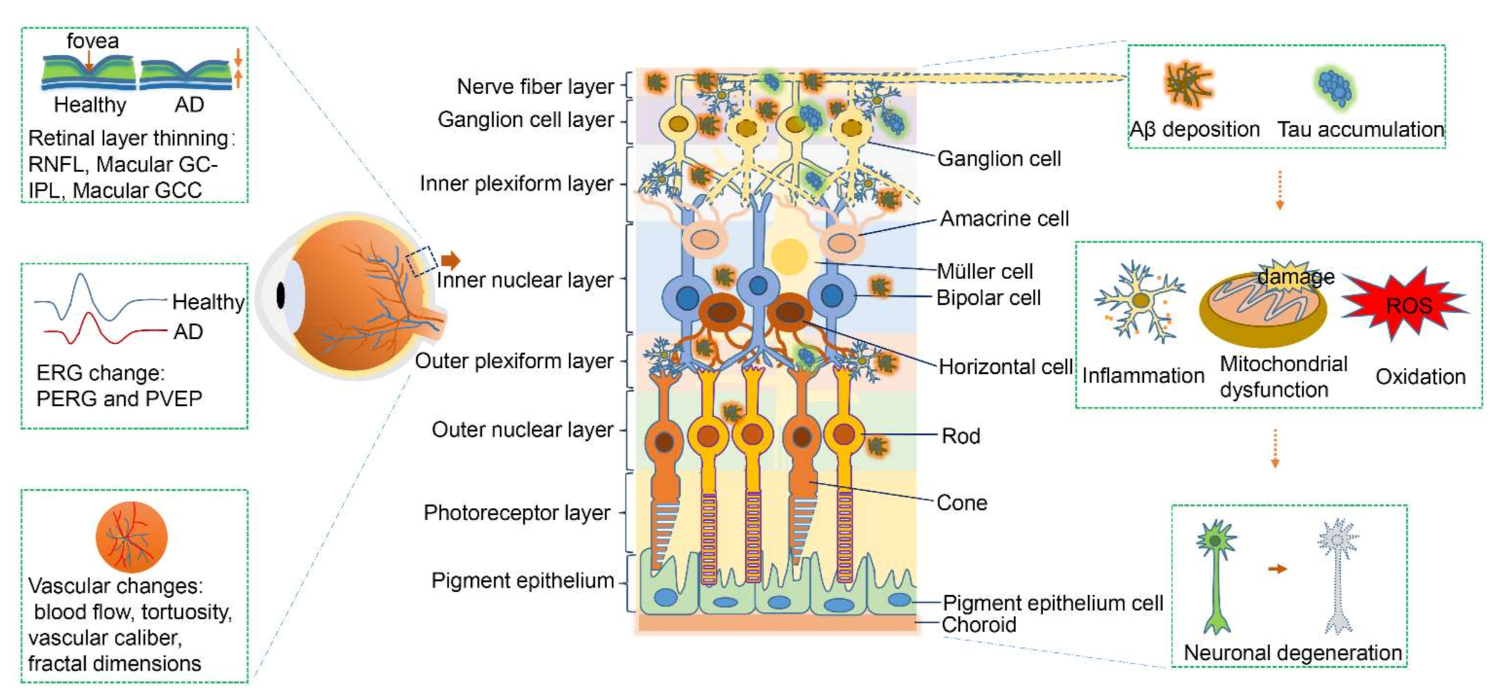 Biomolecules 11 01215 g001 Biomolecules 11 01215 g001