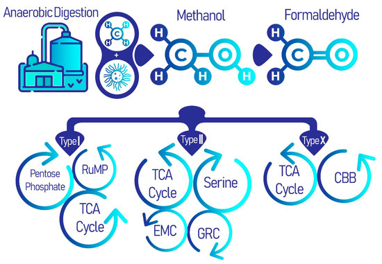 Biomolecules 11 01217 g001 550