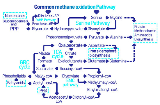 Biomolecules 11 01217 g002 550