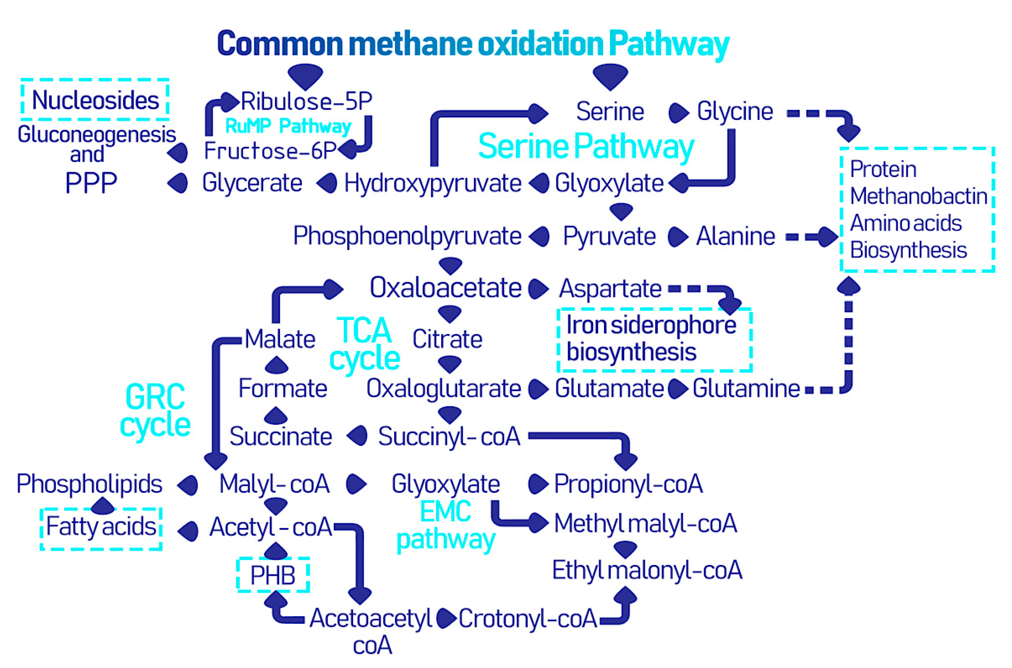 Biomolecules 11 01217 g002
