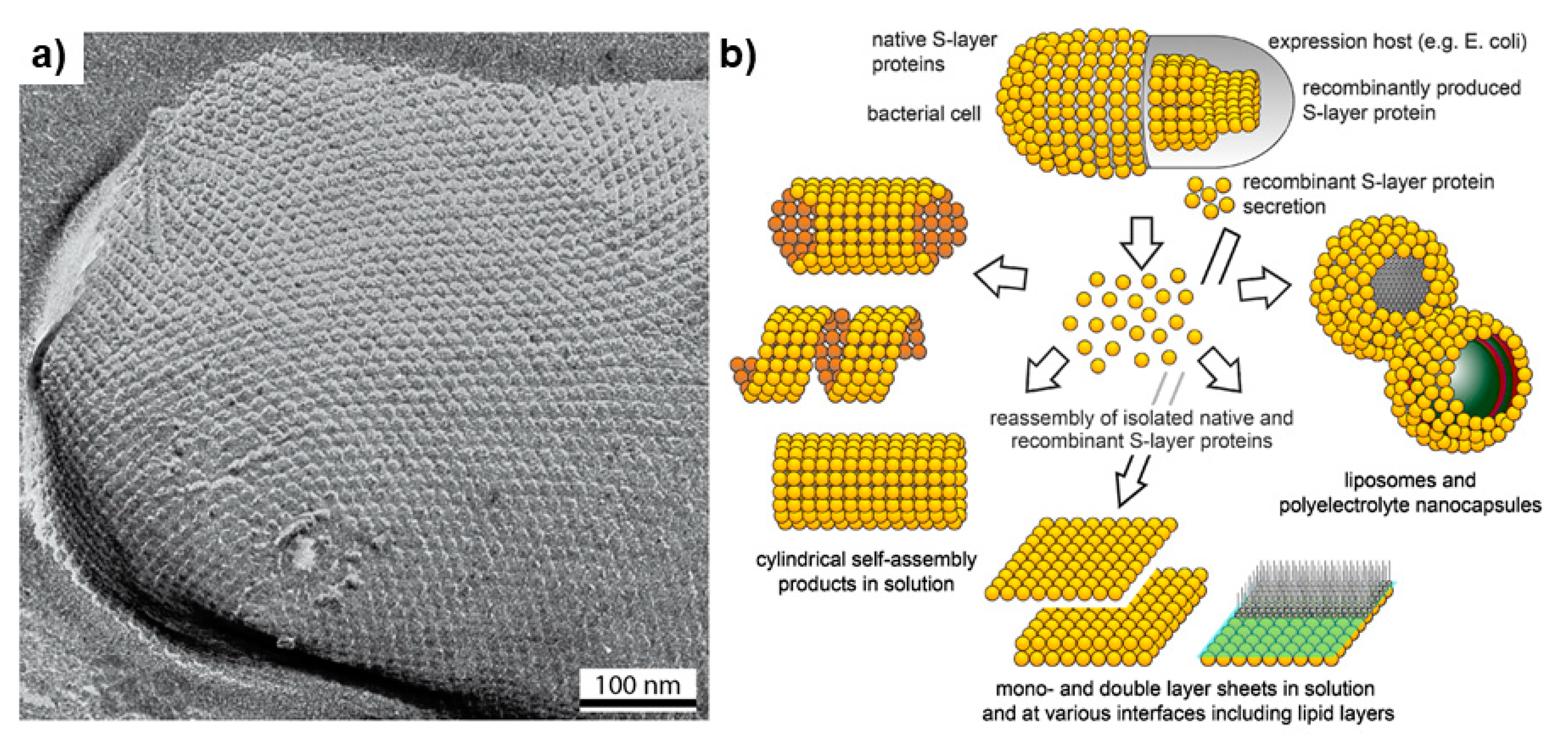 Biomolecules 11 01217 g004