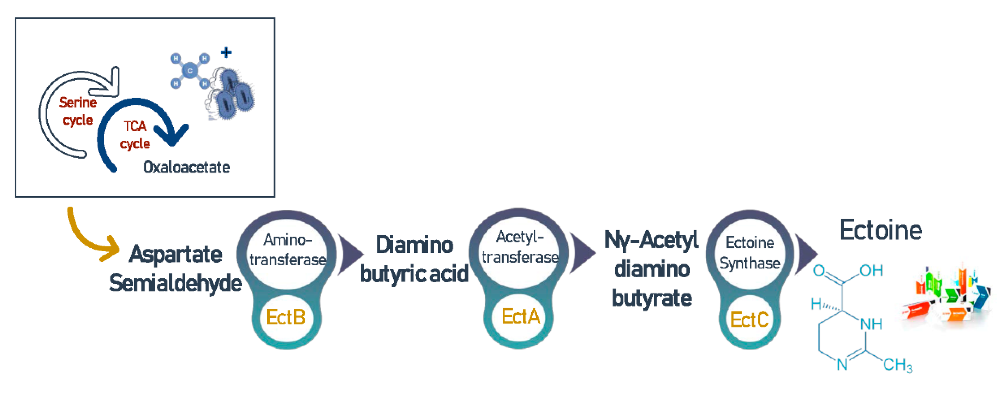 Biomolecules 11 01217 g005