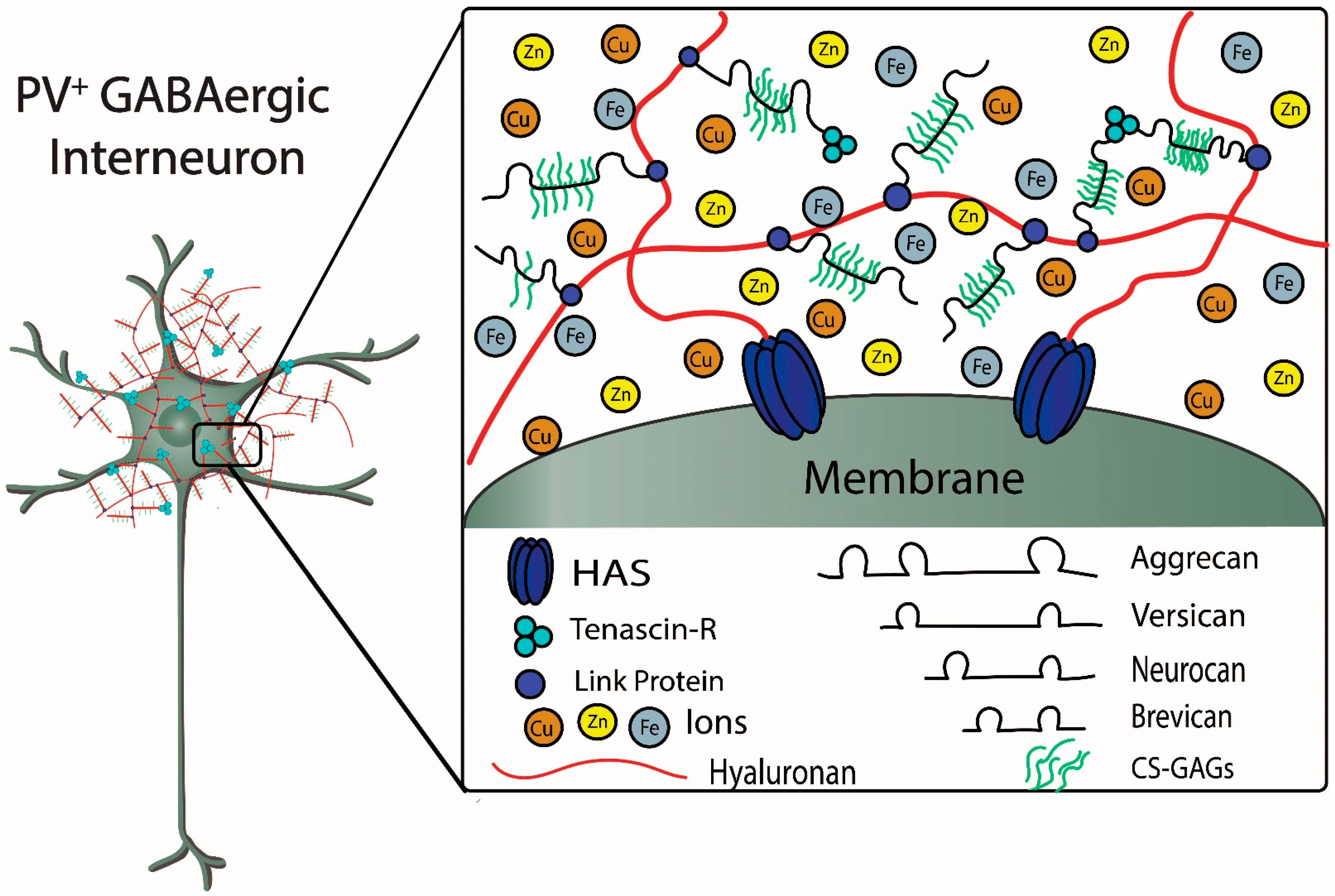 Biomolecules 11 01235 g002 550