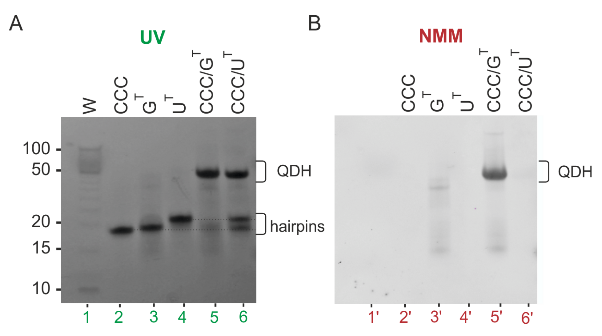 Biomolecules 11 01236 g003