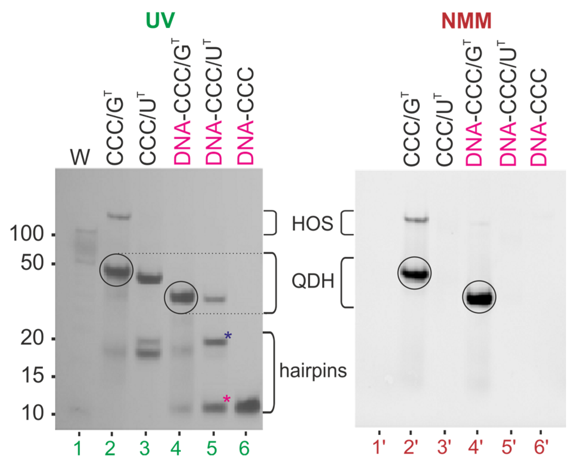 Biomolecules 11 01236 g005