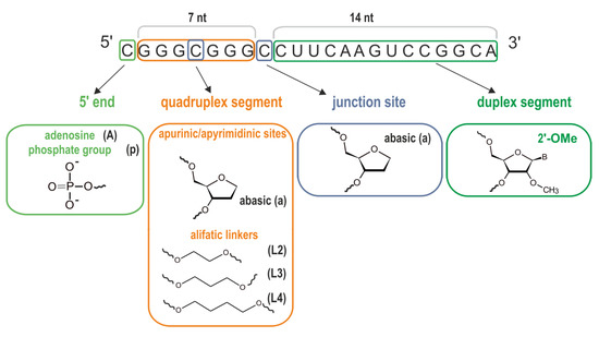 Biomolecules | Free Full-Text | Impact of a Single Nucleotide Change or  Non-Nucleoside Modifications in G-Rich Region on the Quadruplex–Duplex  Hybrid Formation
