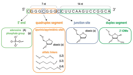 Biomolecules | Free Full-Text | Impact of a Single Nucleotide Change or Non-Nucleoside Modifications in G-Rich Region on the Quadruplex–Duplex Hybrid Formation