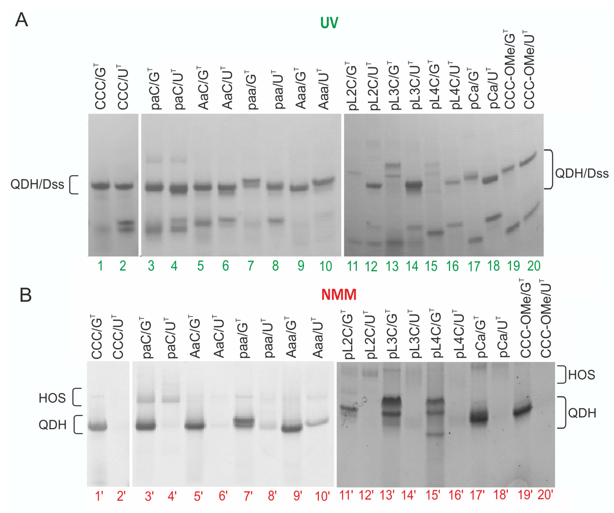 Biomolecules 11 01236 g008