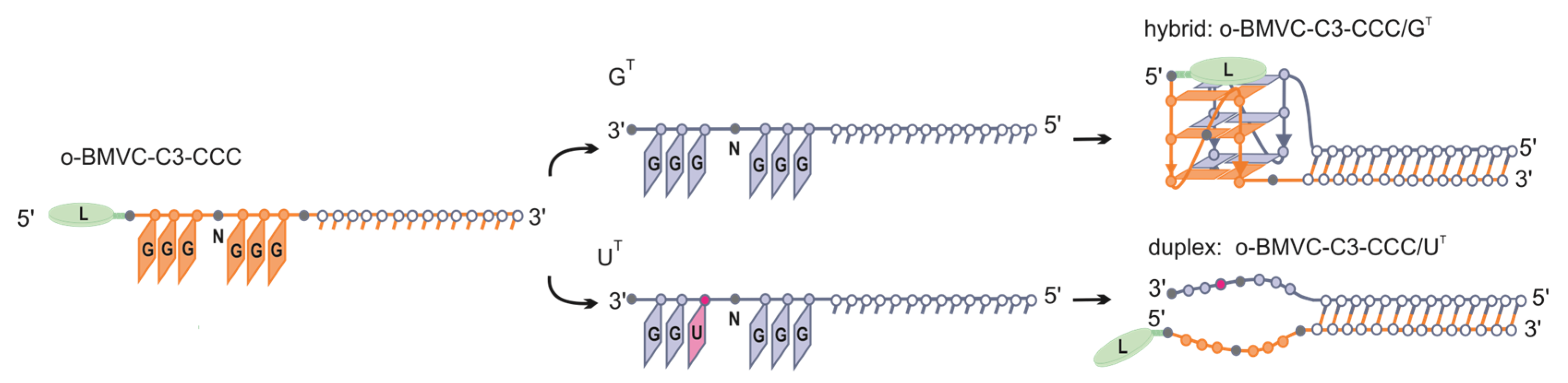 Biomolecules 11 01236 g009