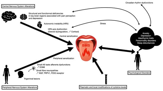 Biomolecules | Free Full-Text | Neuropathic and Psychogenic Components of Burning  Mouth Syndrome: A Systematic Review