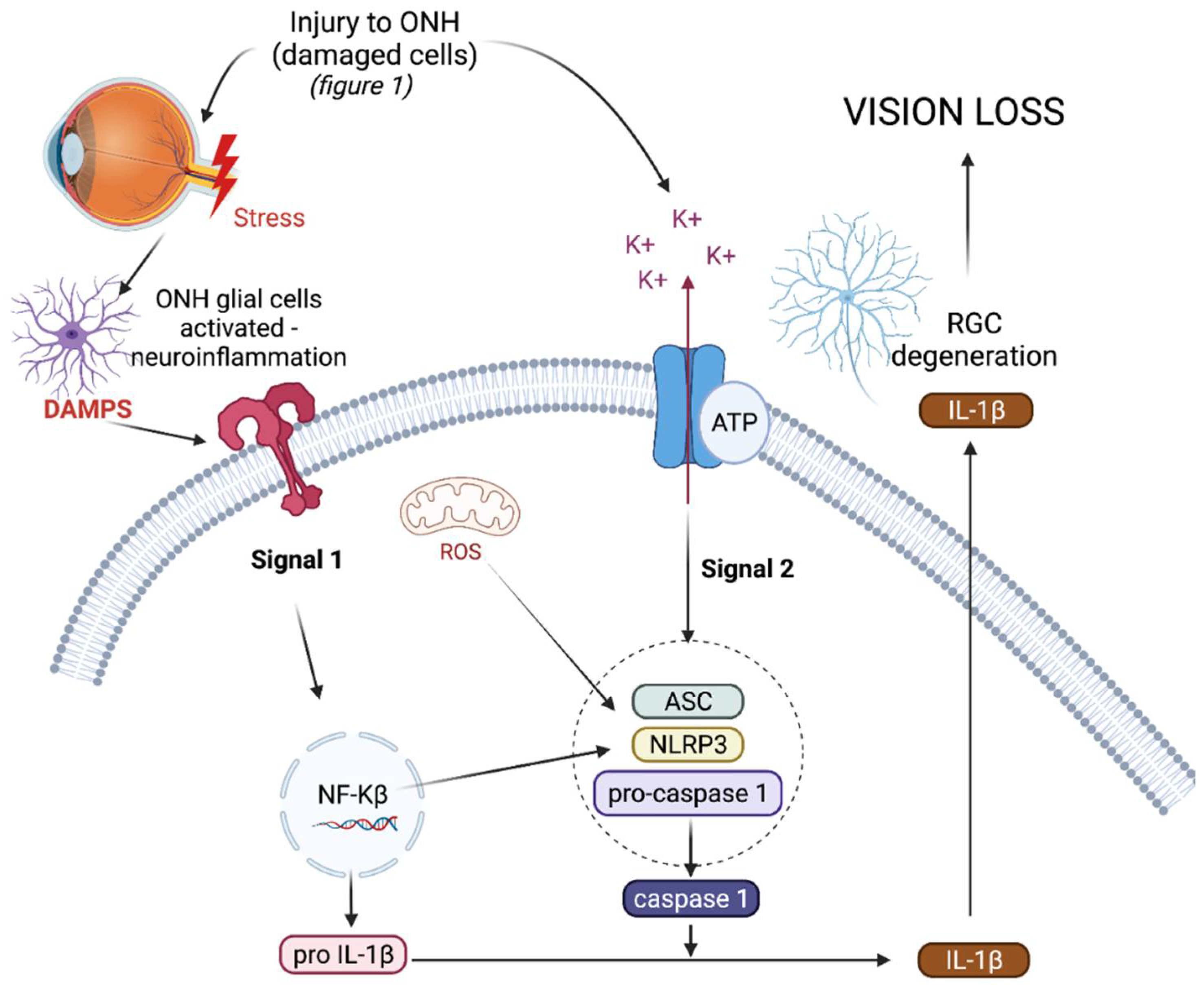 Biomolecules Free FullText Targeting the NLRP3 Inflammasome in