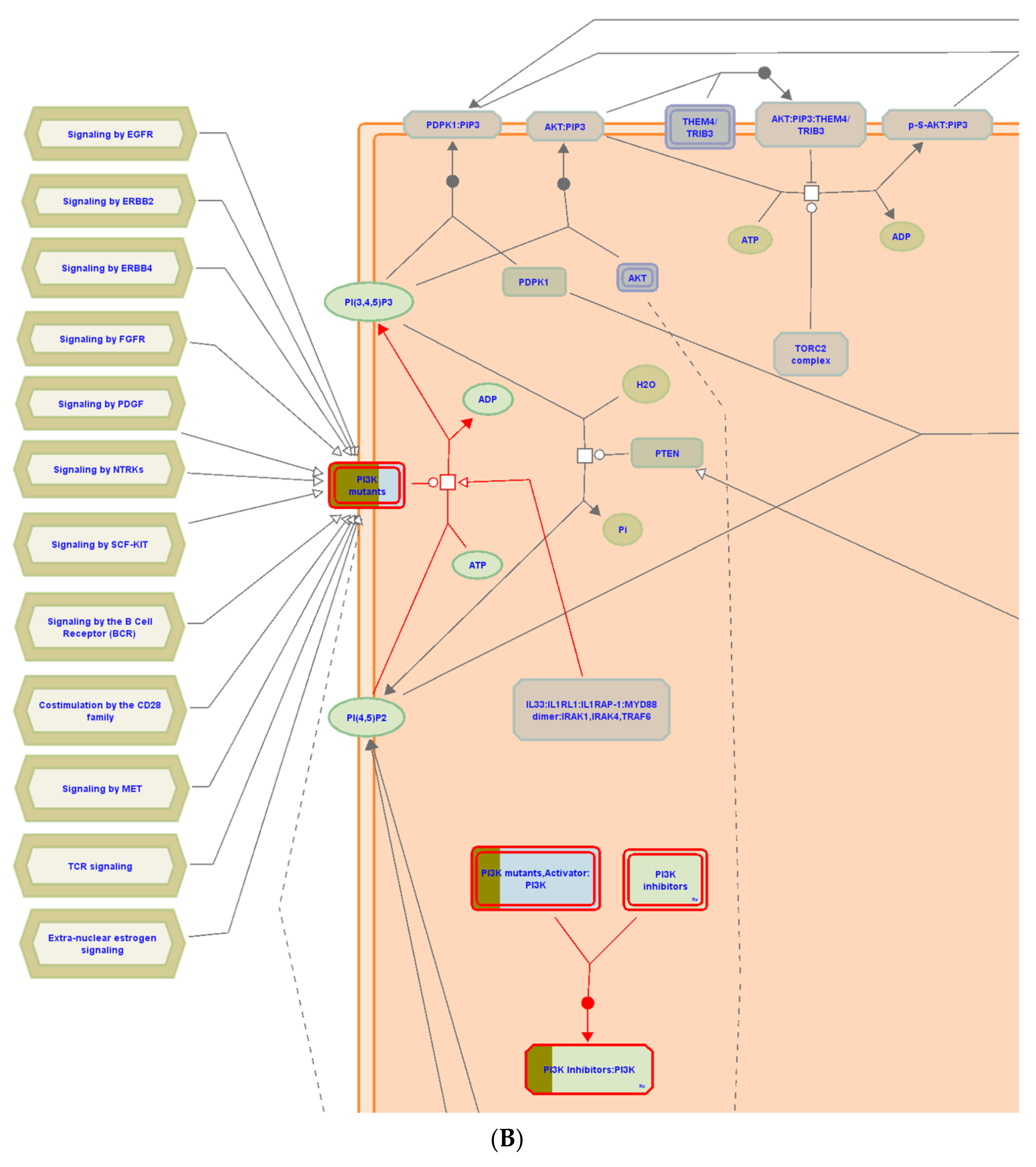 Biomolecules 11 01247 g008b