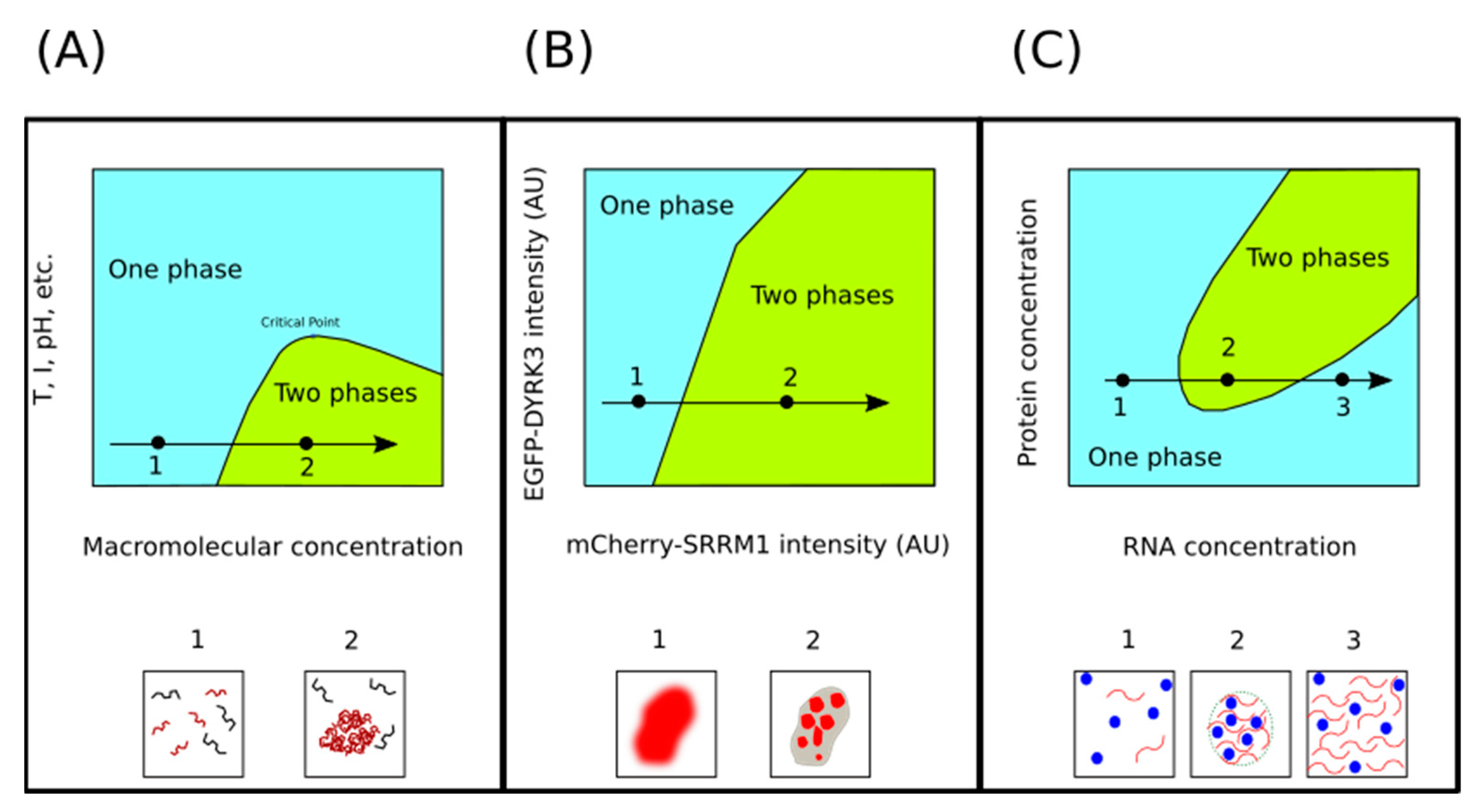 Biomolecules 11 01248 g002 Biomolecules 11 01248 g002