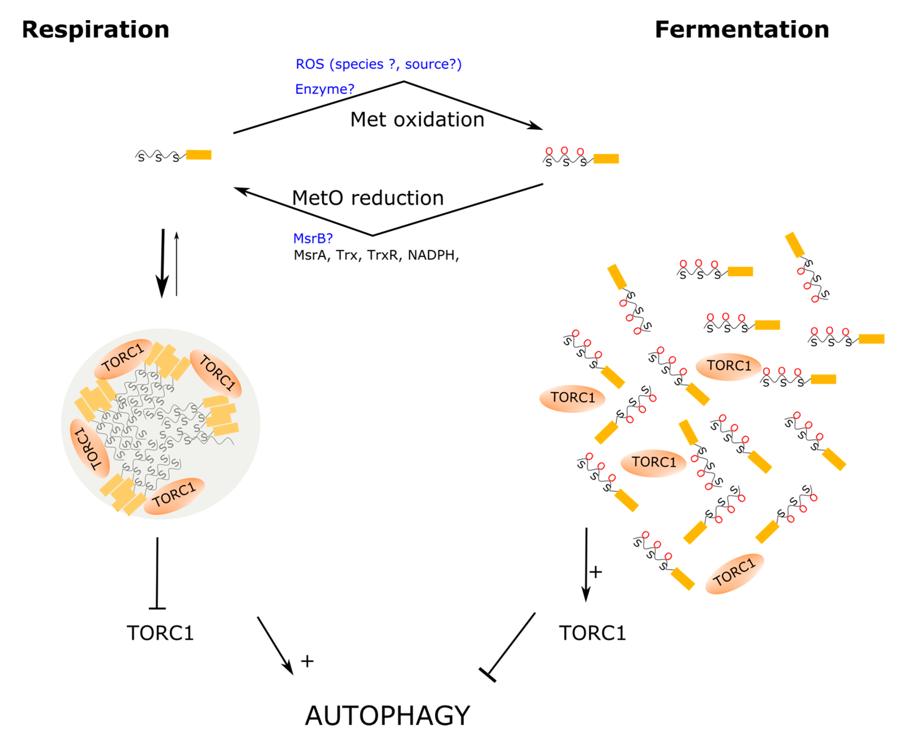 Biomolecules 11 01248 g005 Biomolecules 11 01248 g005