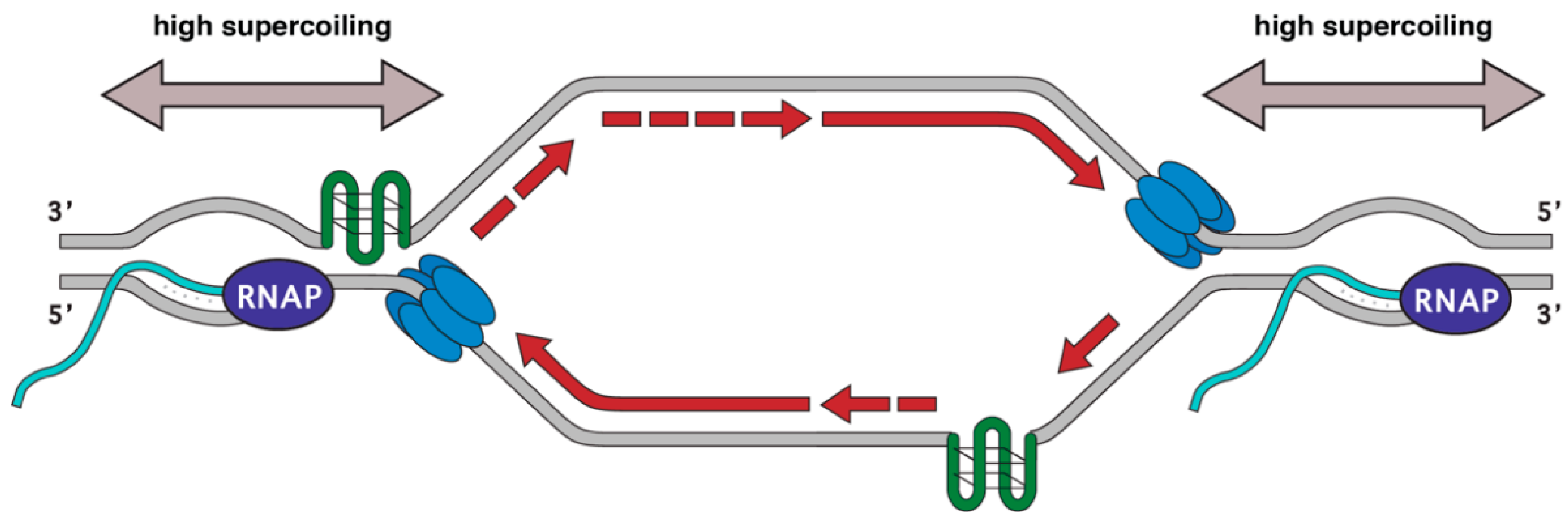 Biomolecules | Free Full-Text | Transcription-Replication