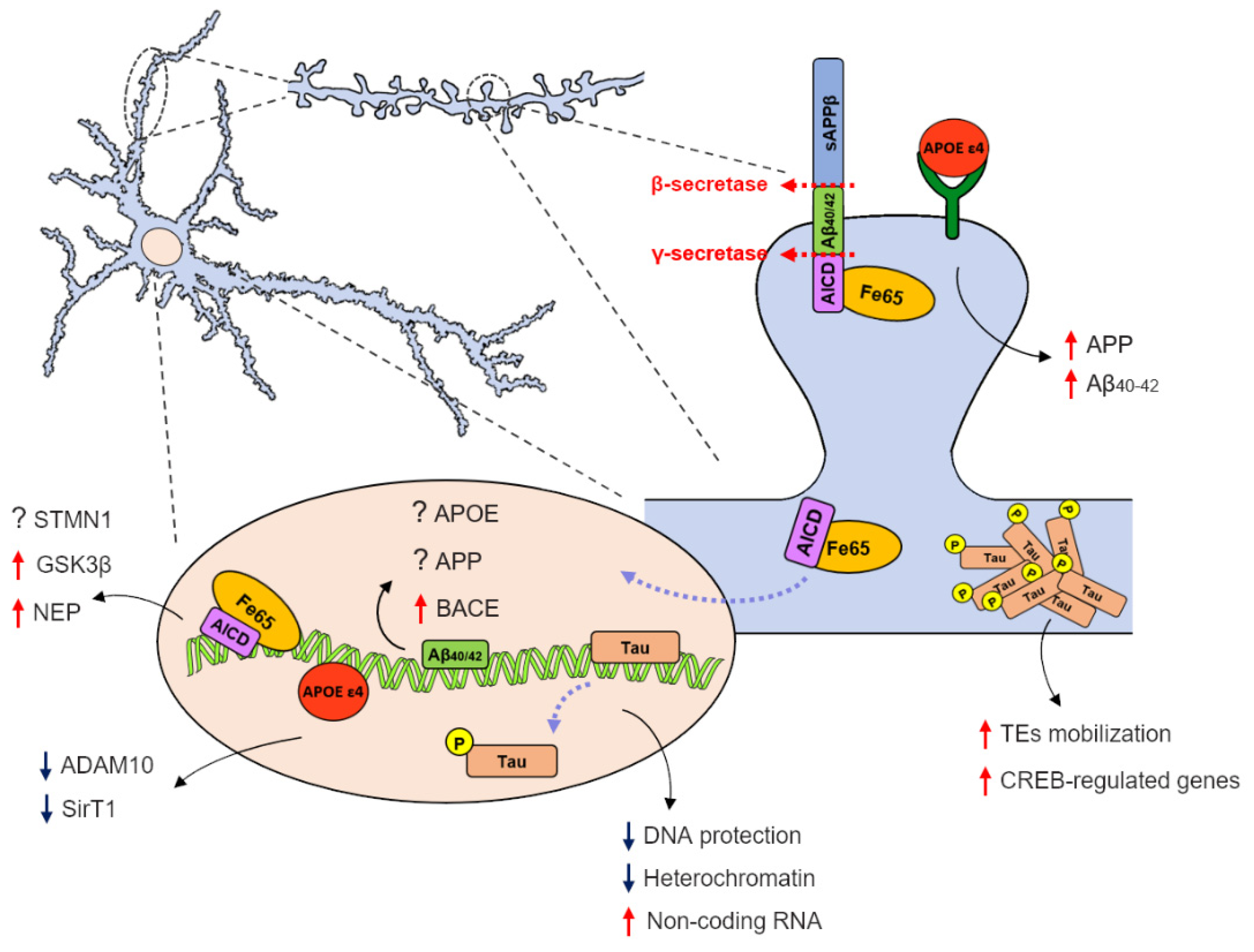 Biomolecules 11 01261 g001 Biomolecules 11 01261 g001