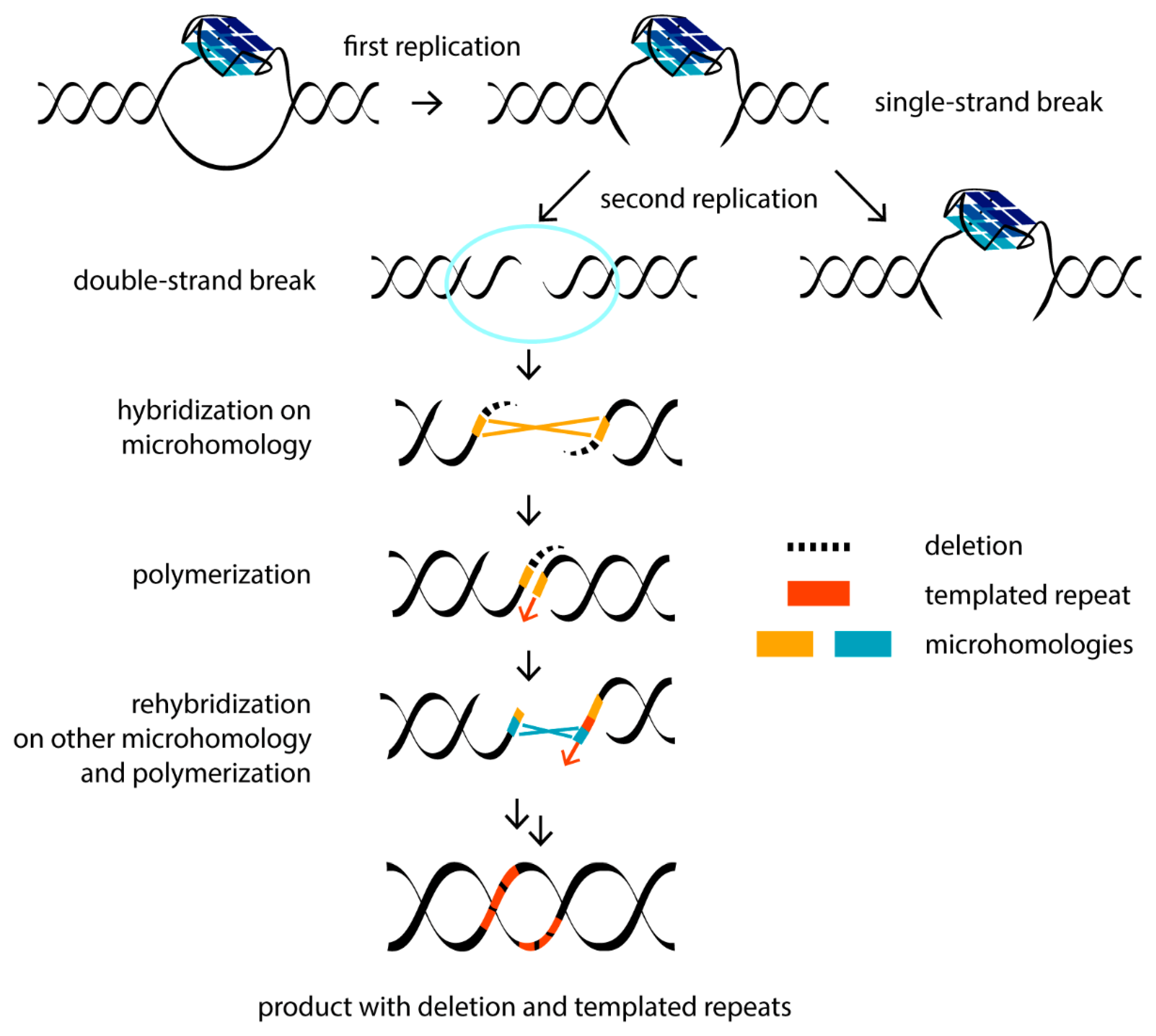 Biomolecules 11 01284 g002 Biomolecules 11 01284 g002