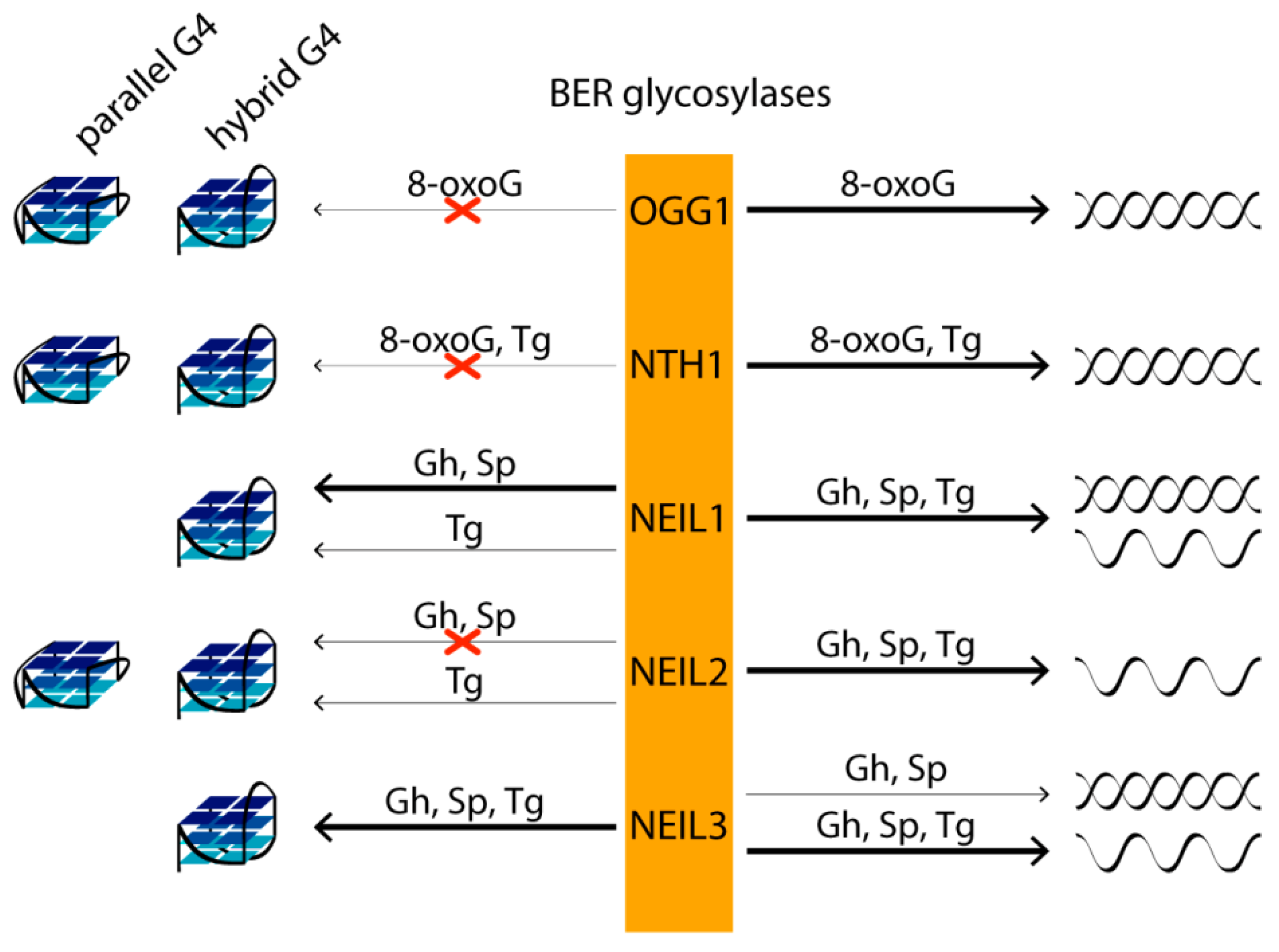 Biomolecules 11 01284 g005 Biomolecules 11 01284 g005