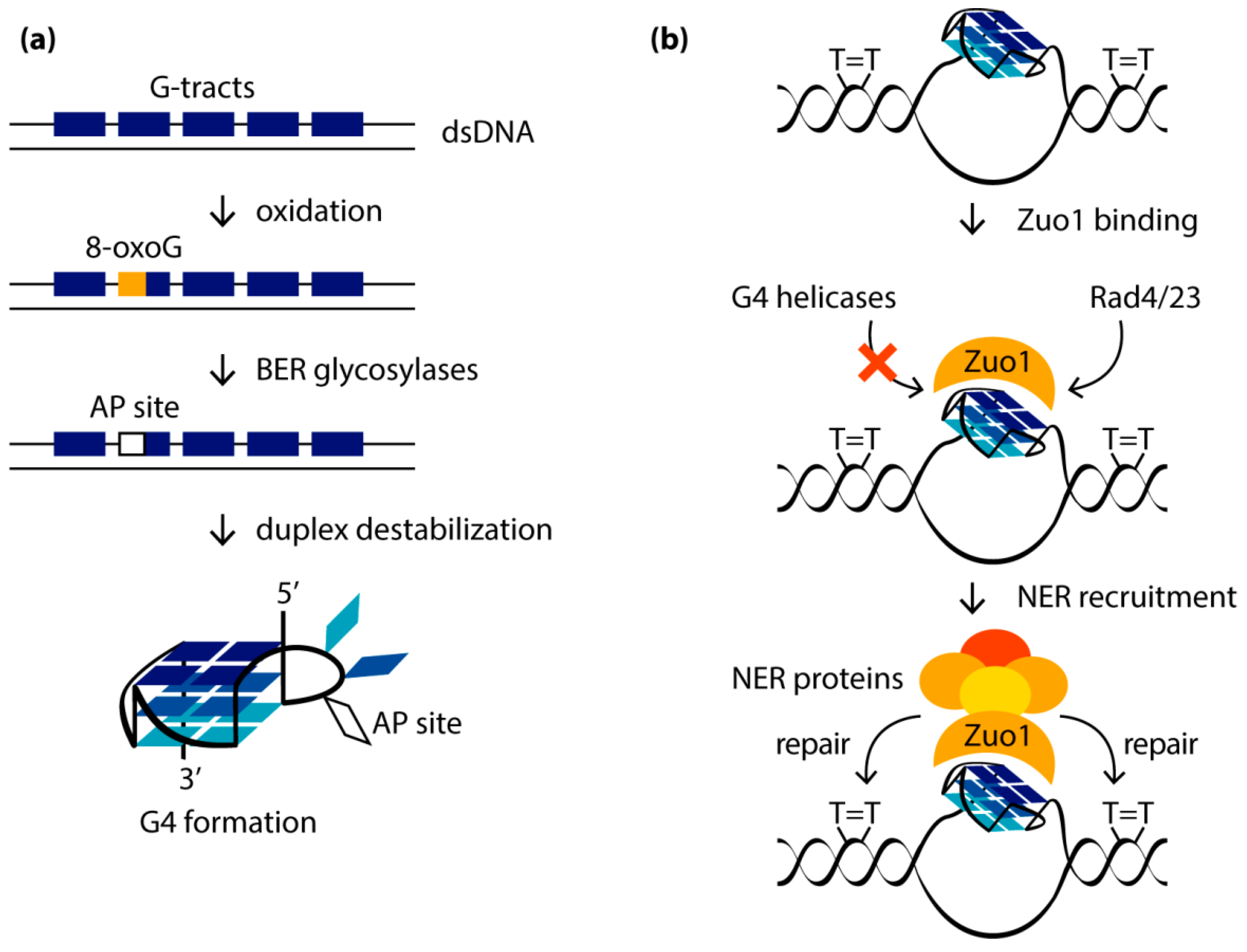 Biomolecules 11 01284 g006 Biomolecules 11 01284 g006