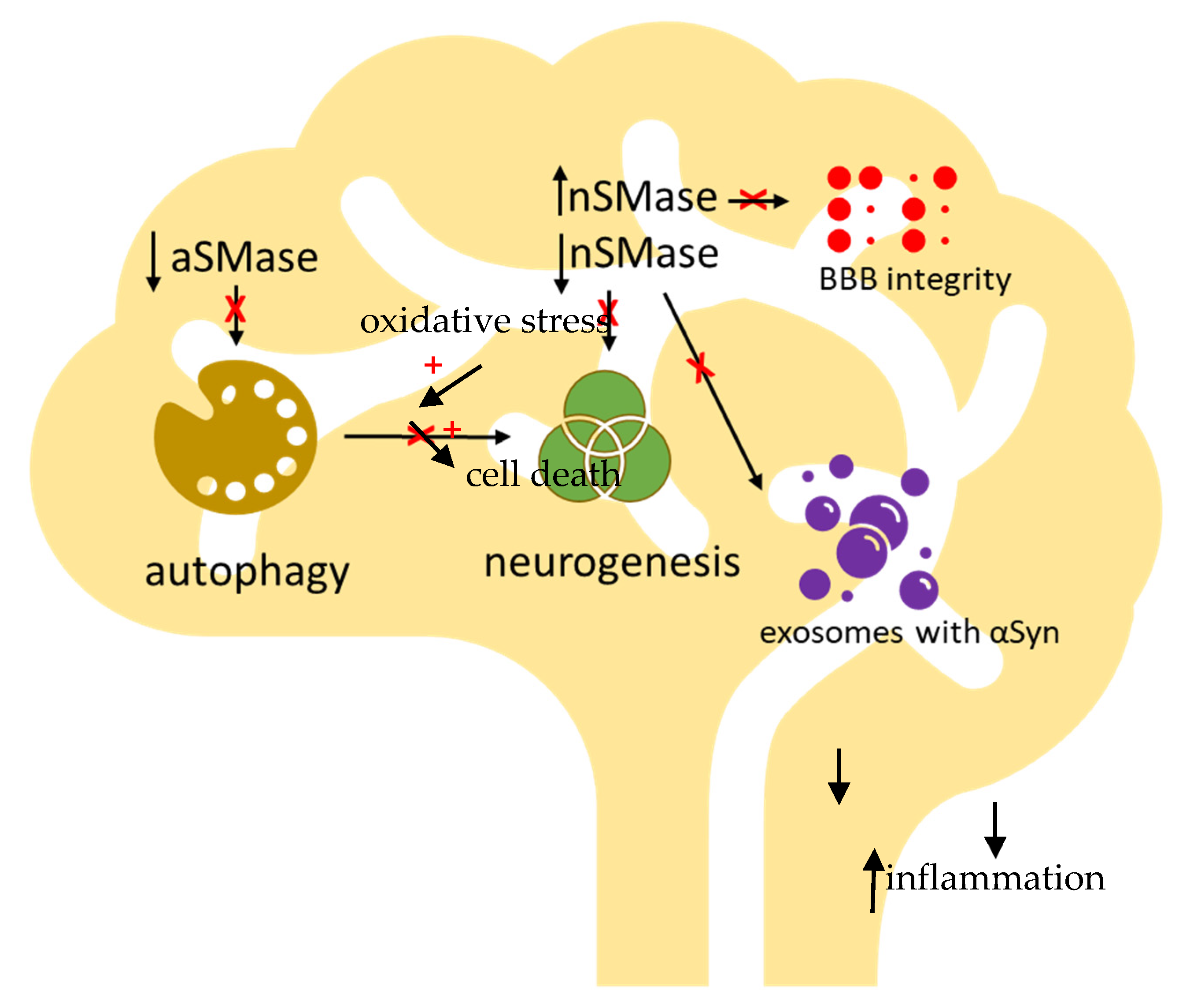 Biomolecules 11 01311 g003