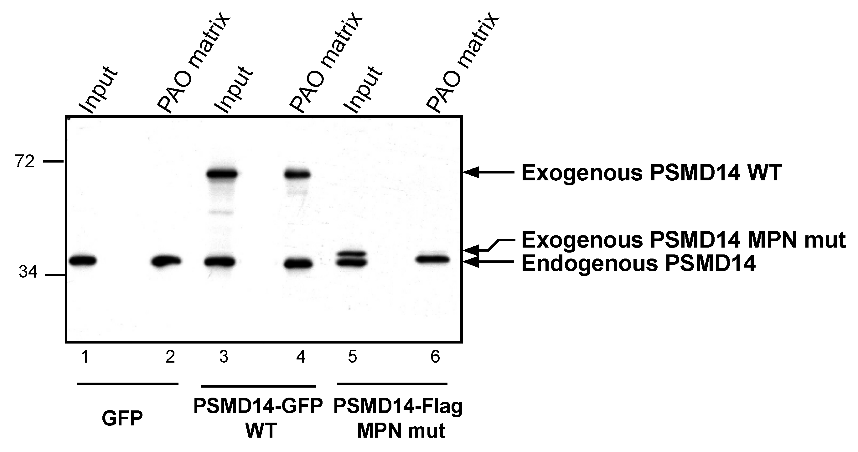 Biomolecules 11 01317 g005