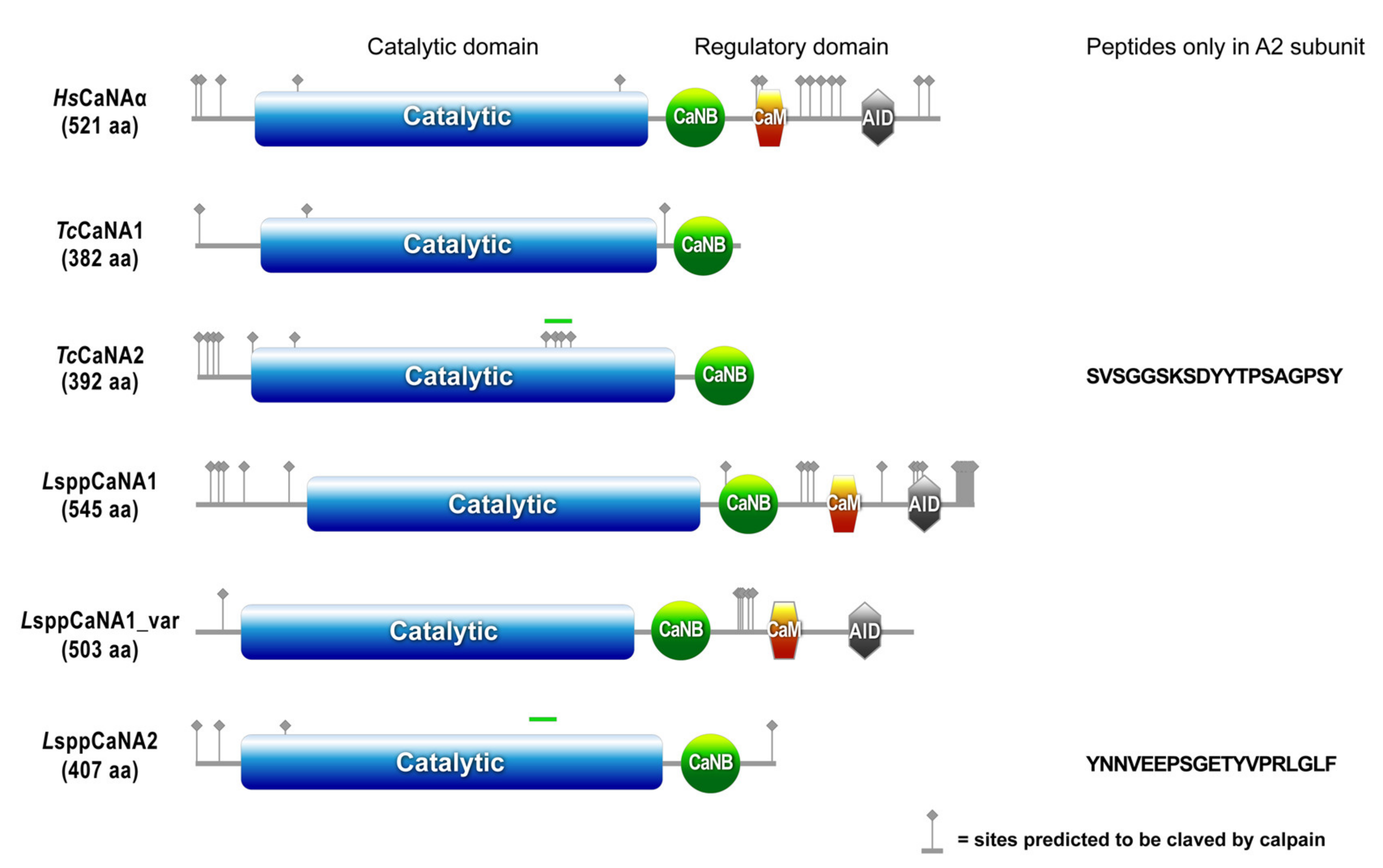 snapgene viewer on target scores