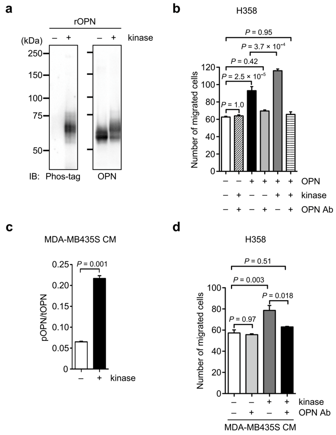 Biomolecules 11 01323 g006