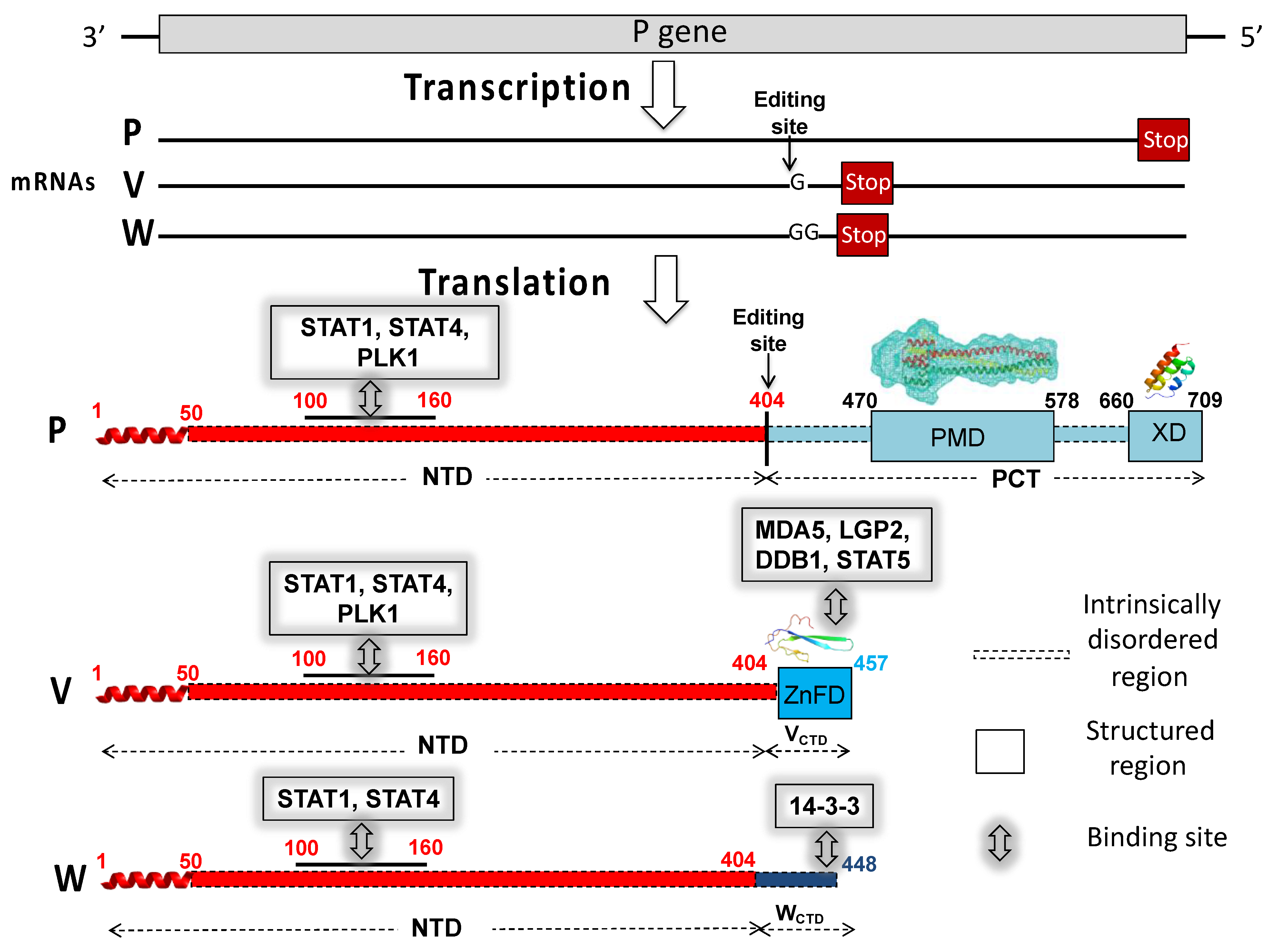Biomolecules 11 01324 g001