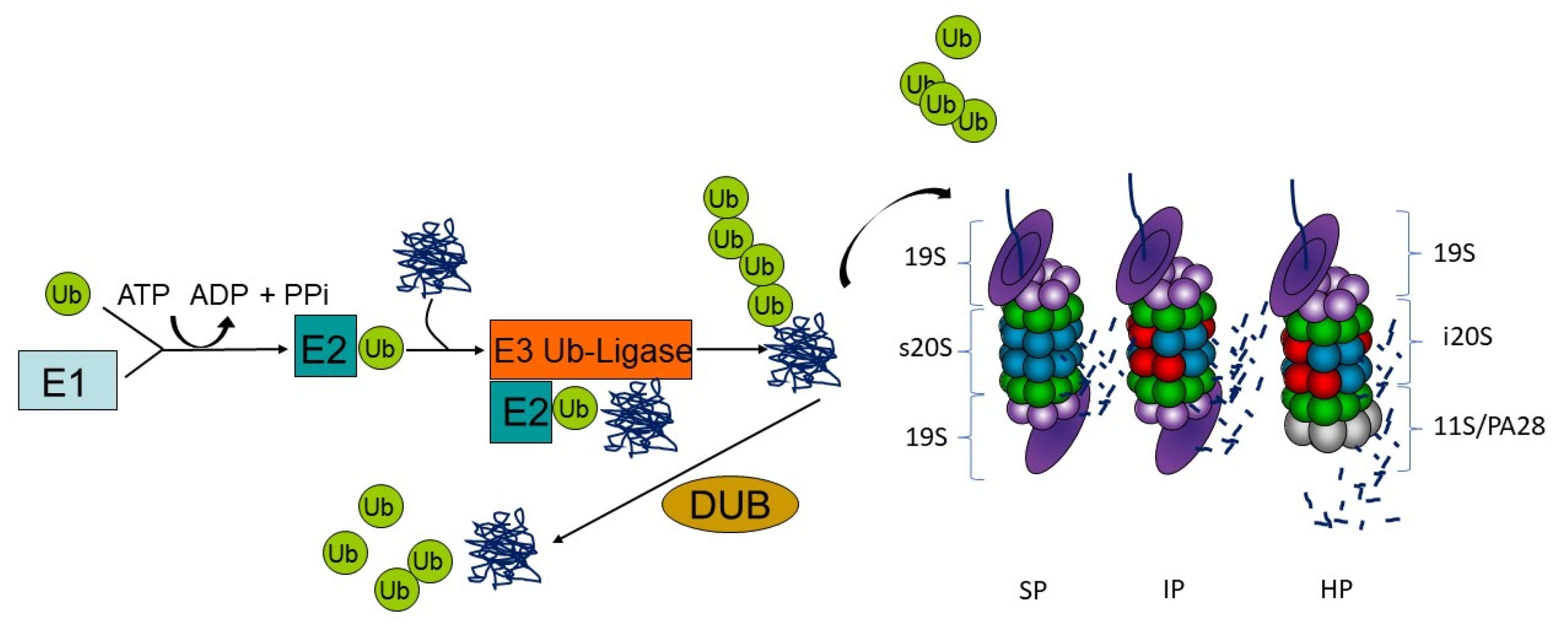 Biomolecules 11 01327 g001 Biomolecules 11 01327 g001