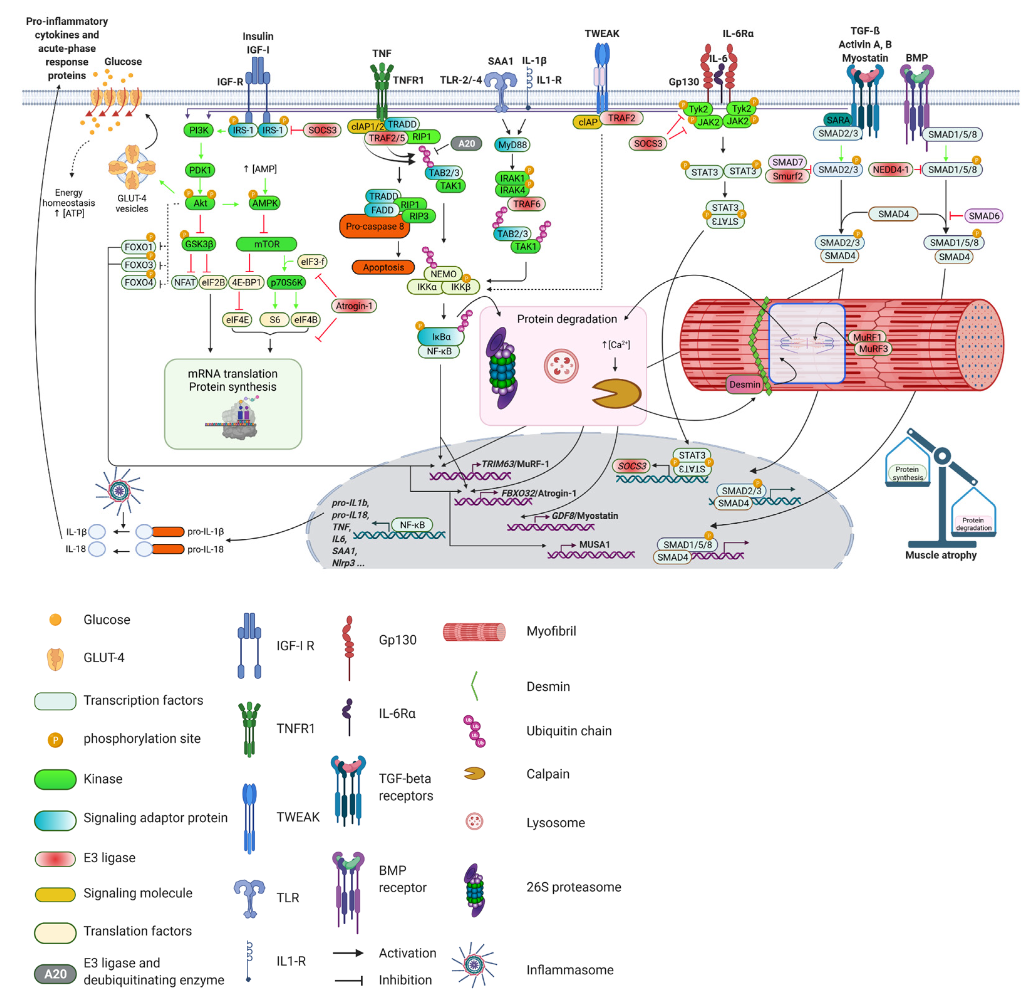 Biomolecules 11 01327 g003 Biomolecules 11 01327 g003