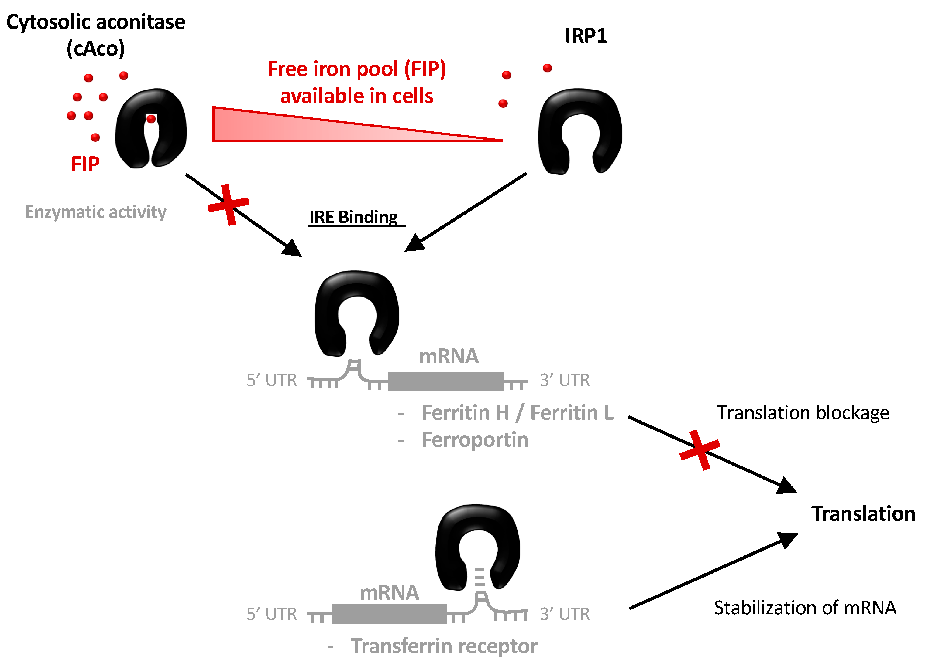 Biomolecules 11 01329 sch001 Biomolecules 11 01329 sch001