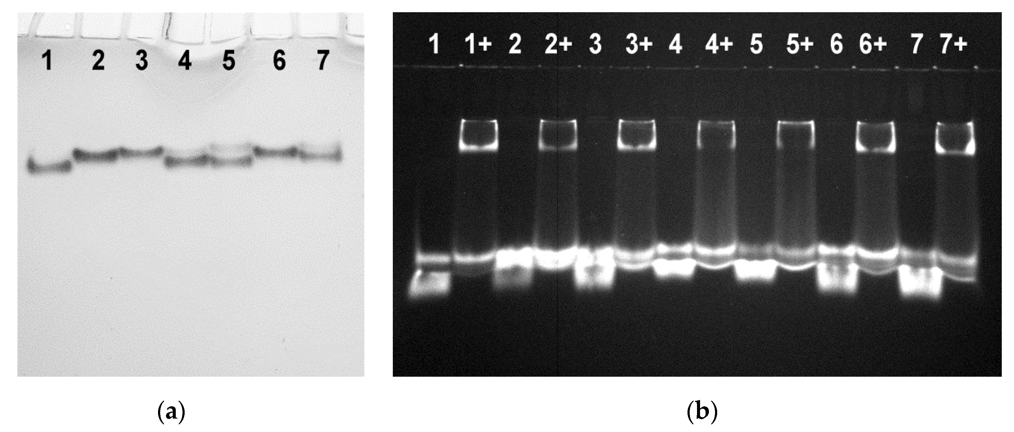 Biomolecules 11 01332 g003