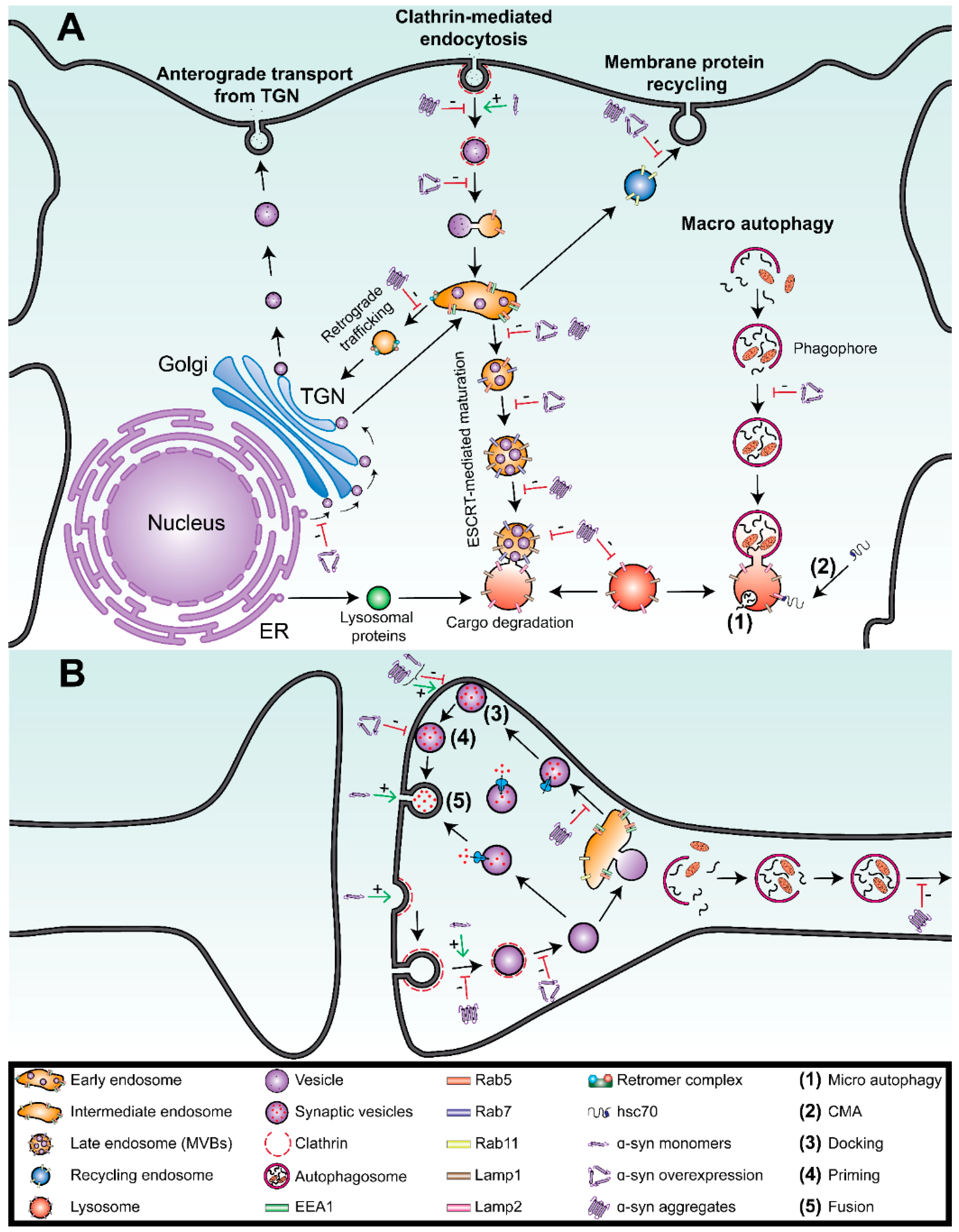 Biomolecules 11 01333 g001 Biomolecules 11 01333 g001