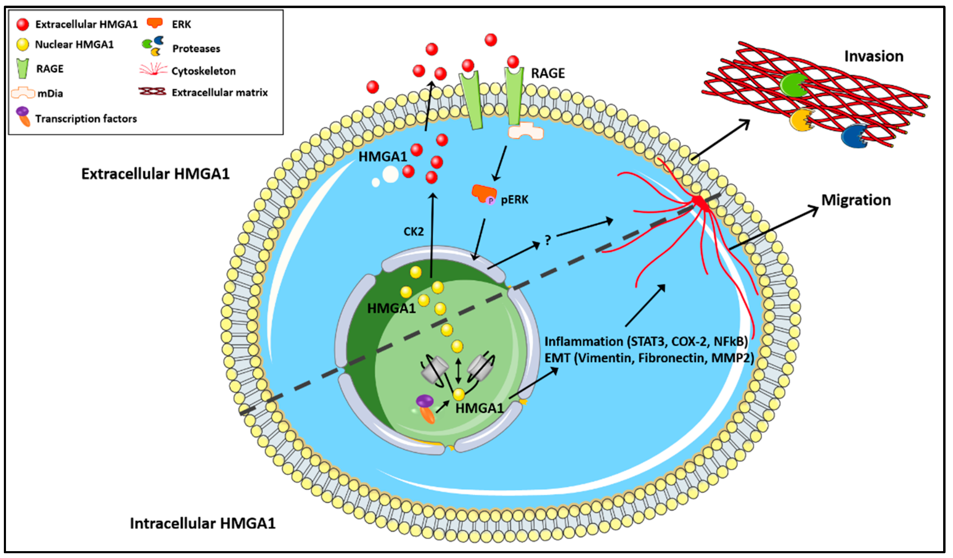 Biomolecules 11 01334 g001