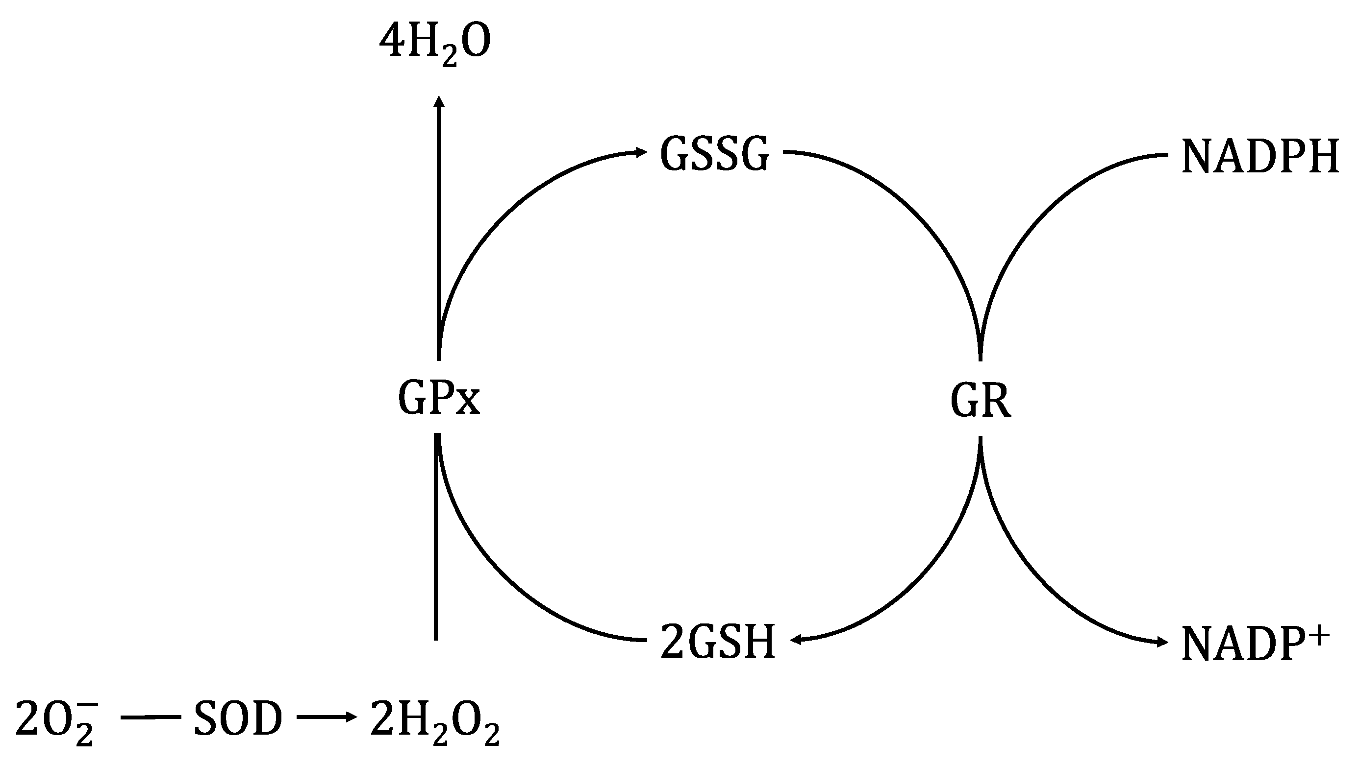Biomolecules 11 01338 g001