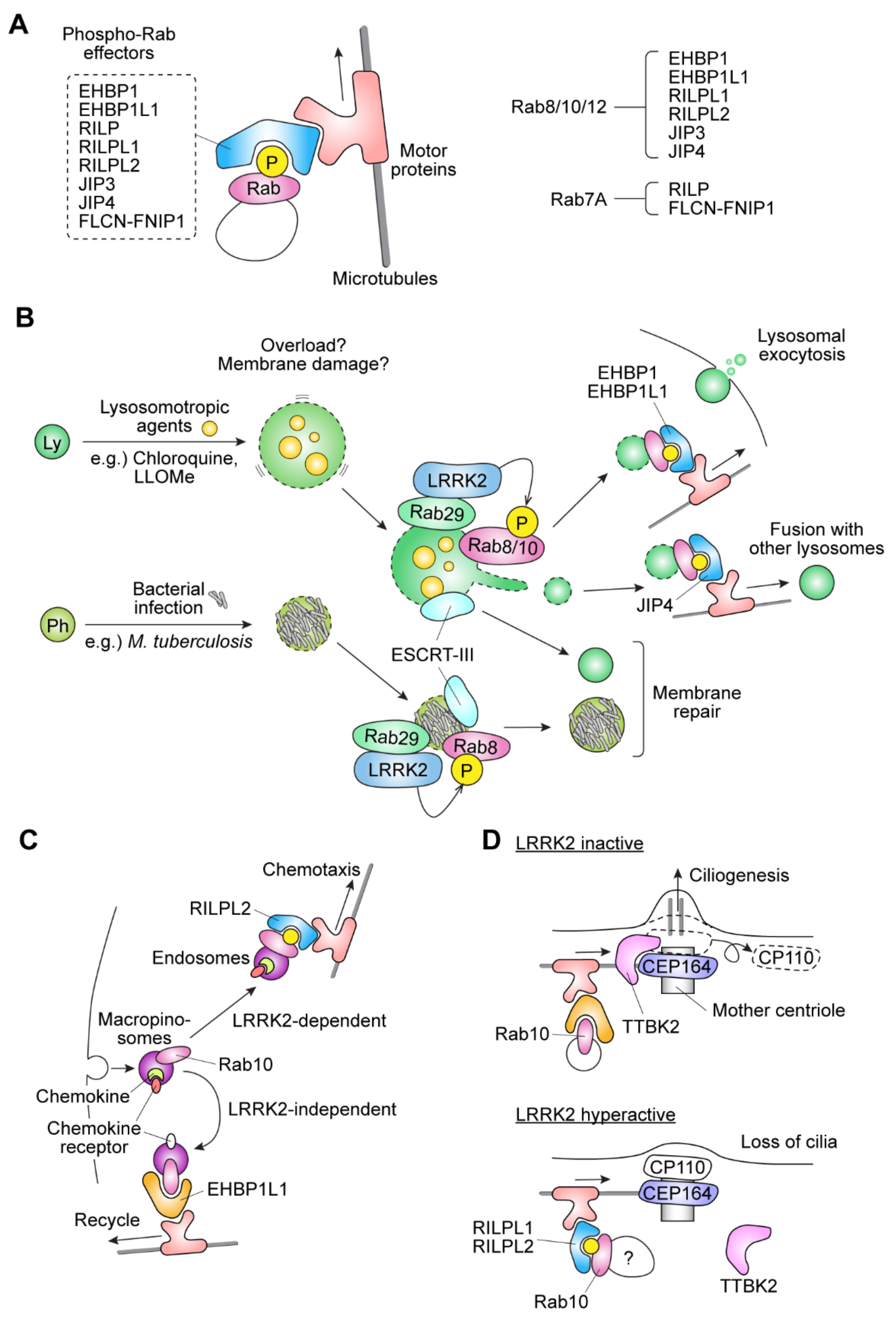 Biomolecules 11 01340 g003