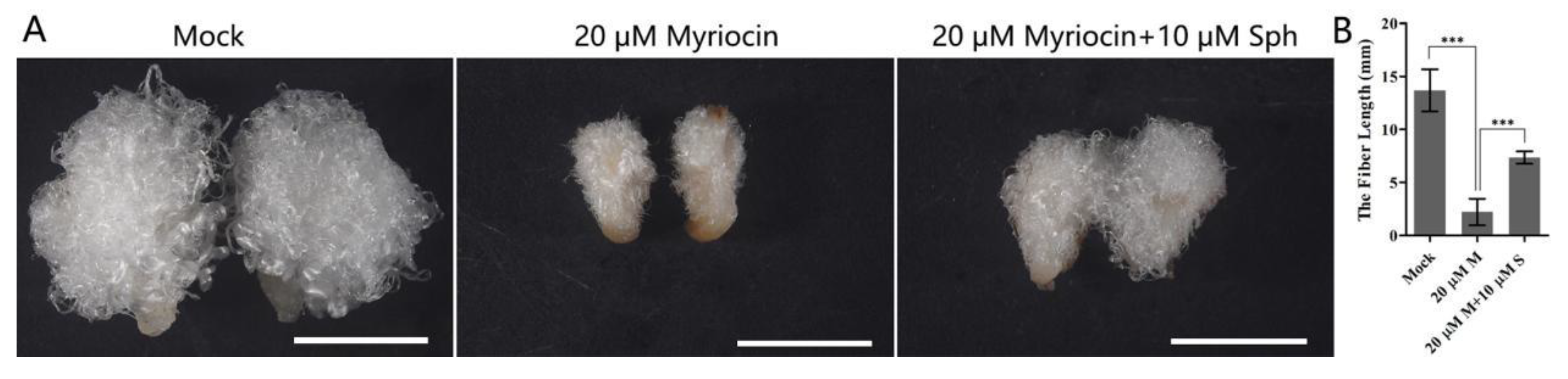Biomolecules 11 01352 g007 550