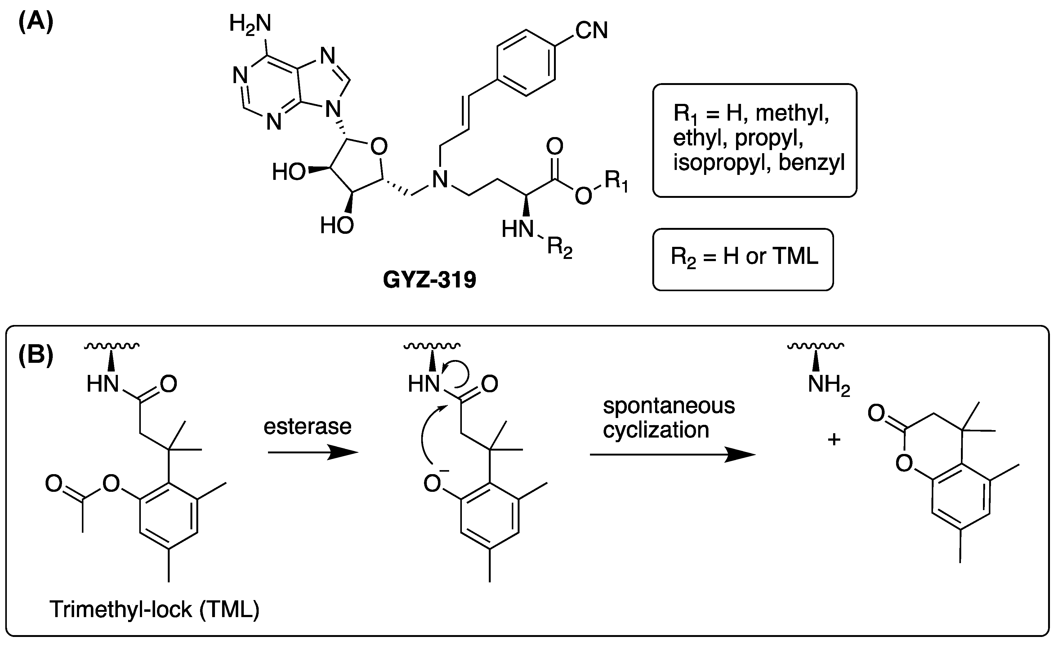 Biomolecules 11 01357 g001