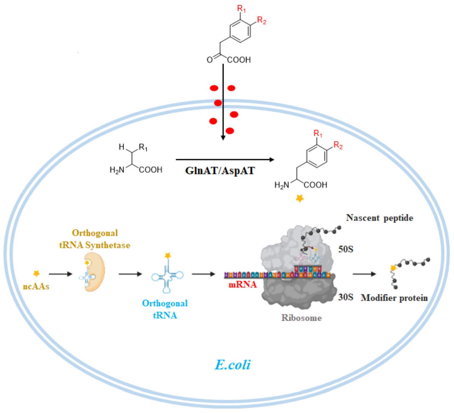 Biomolecules 11 01358 g001