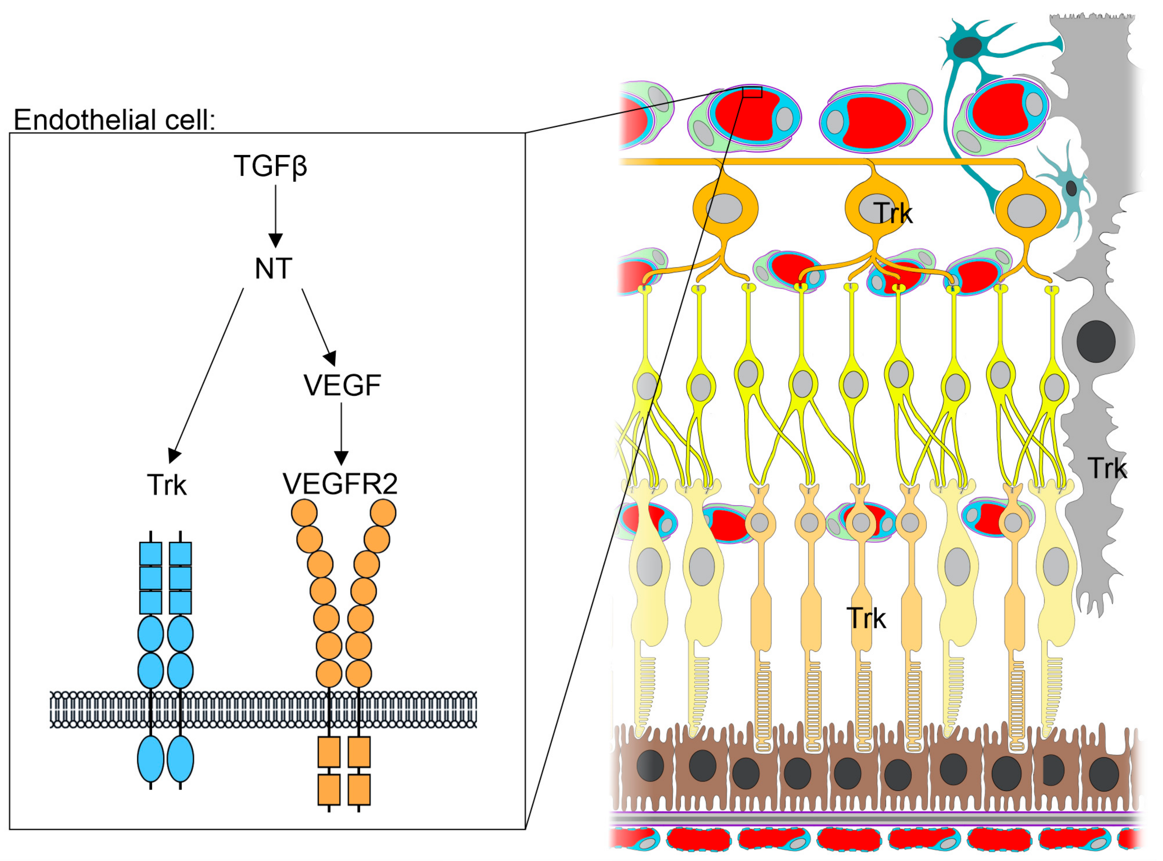 Biomolecules 11 01360 g003