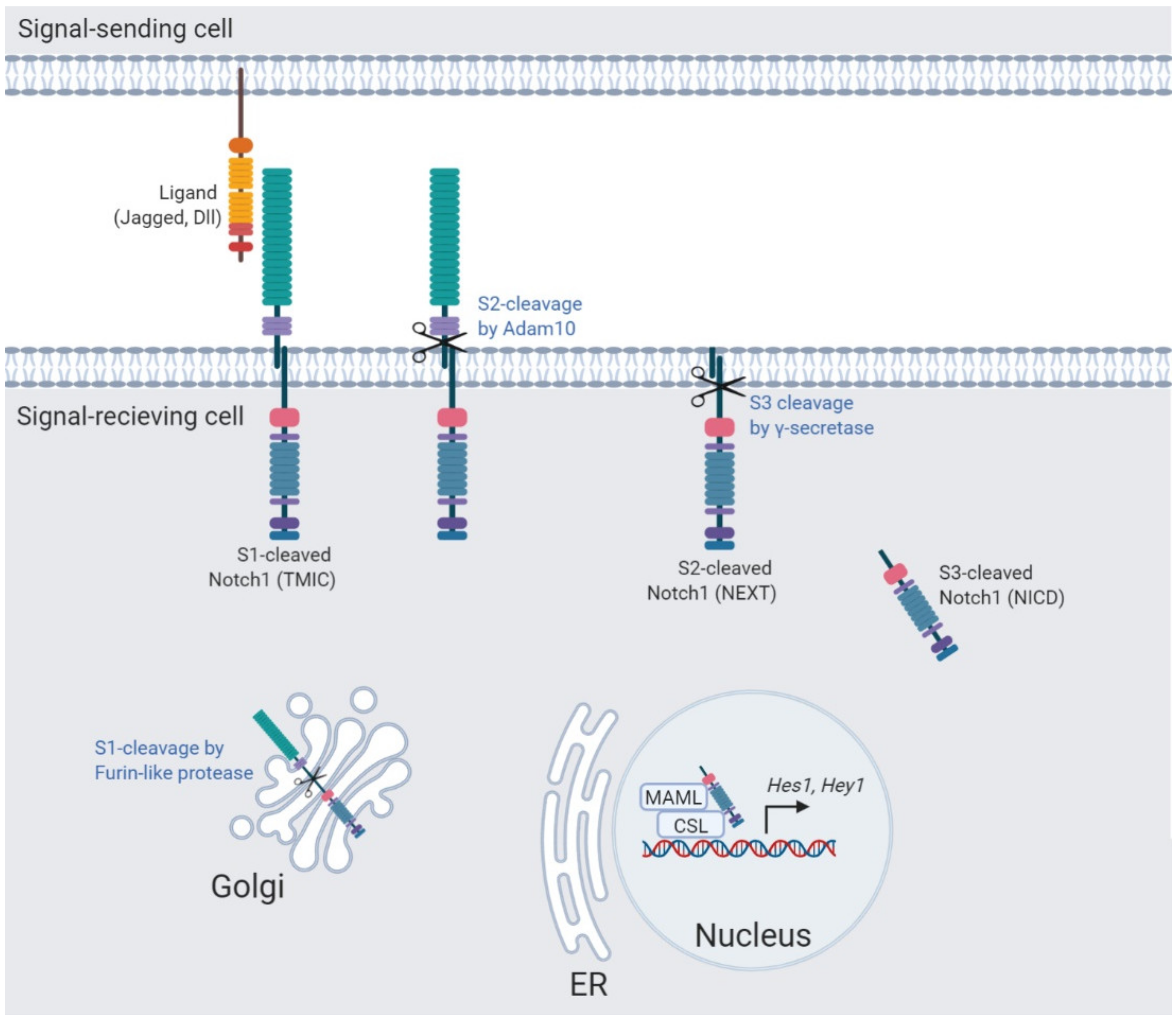 Biomolecules Free Full Text The Role Of Intracellular Trafficking Of Notch Receptors In Ligand Independent Notch Activation Html