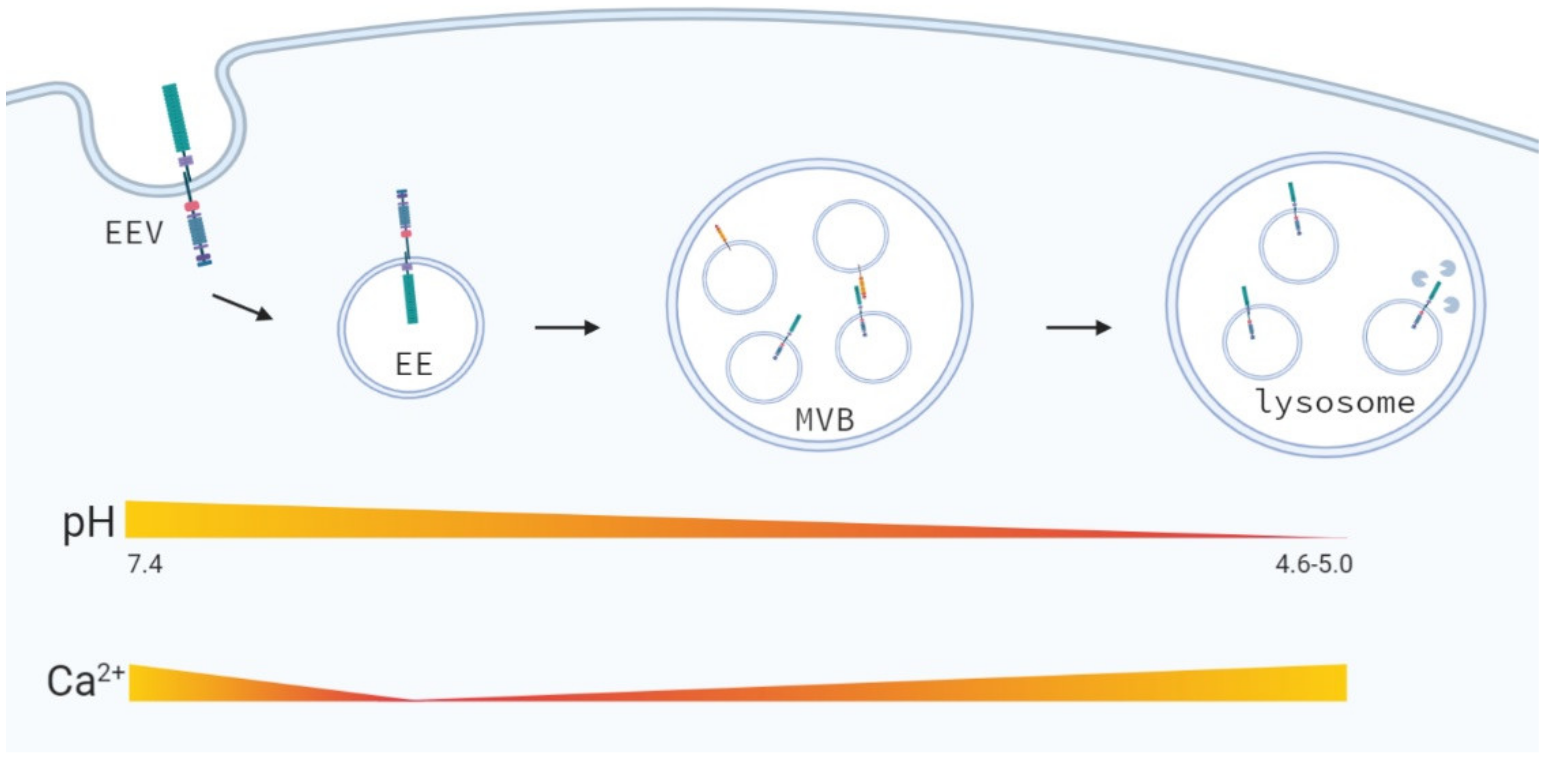 Biomolecules 11 01369 g005 Biomolecules 11 01369 g005