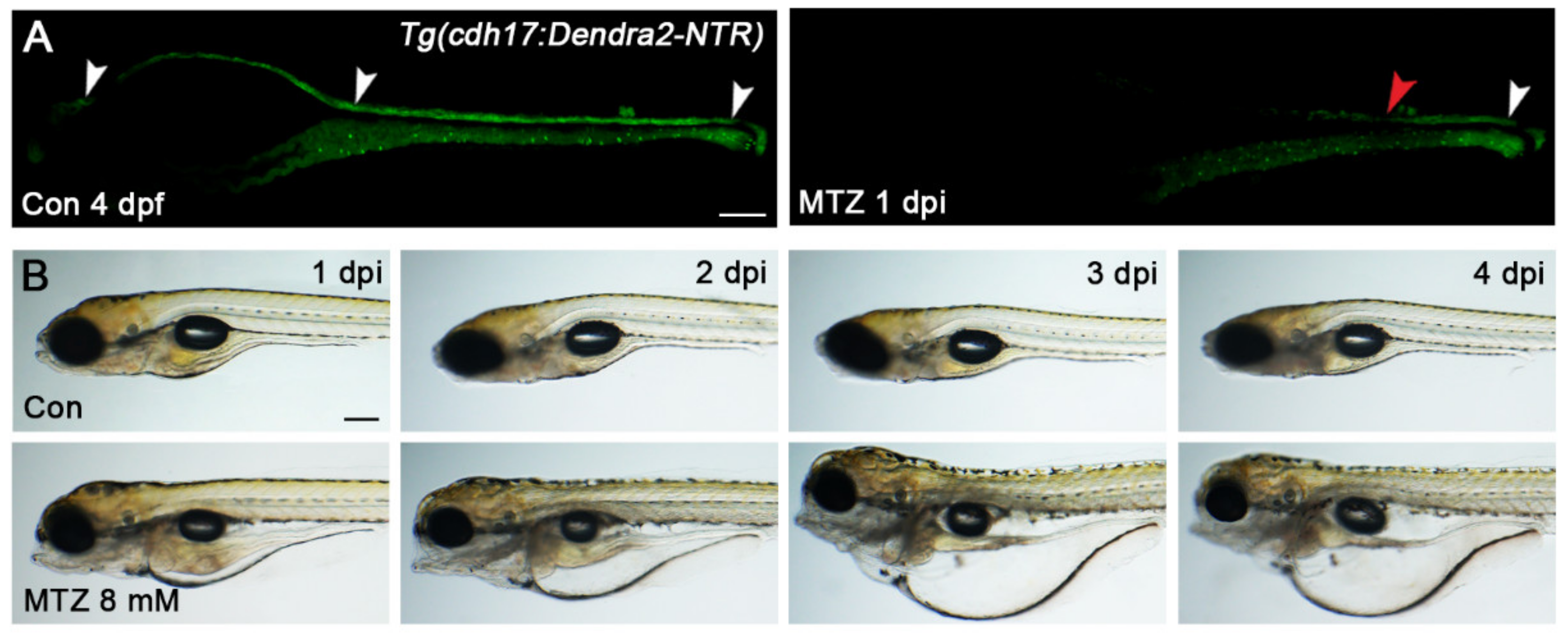 Biomolecules 11 01370 g002