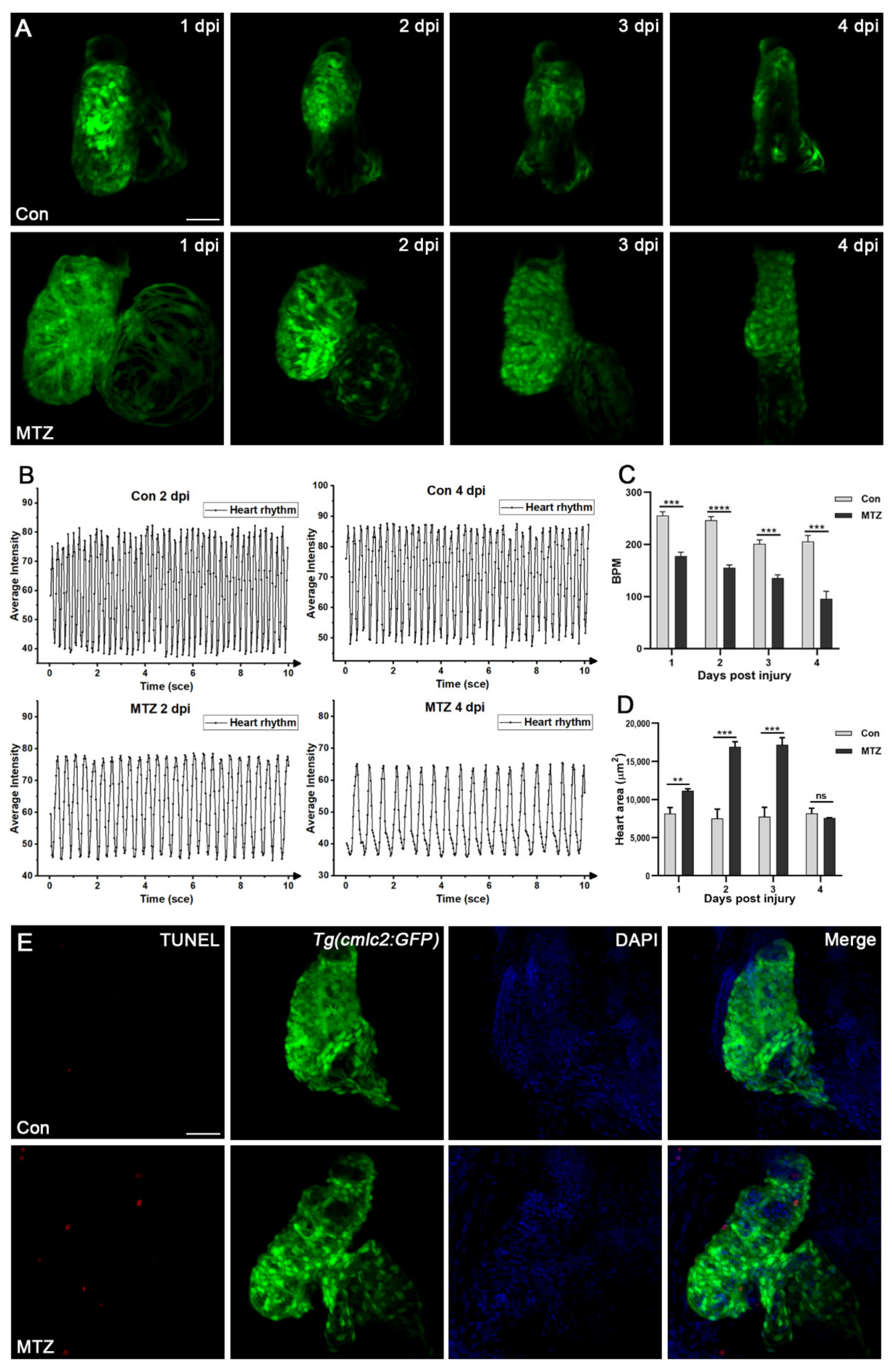 Biomolecules 11 01370 g004