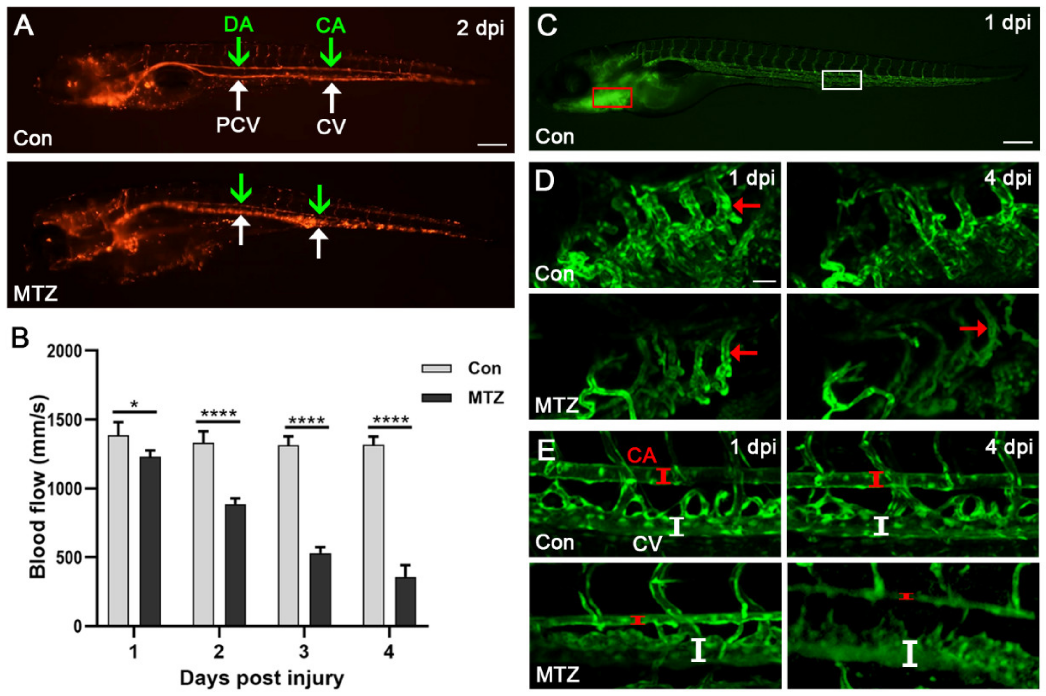 Biomolecules 11 01370 g005